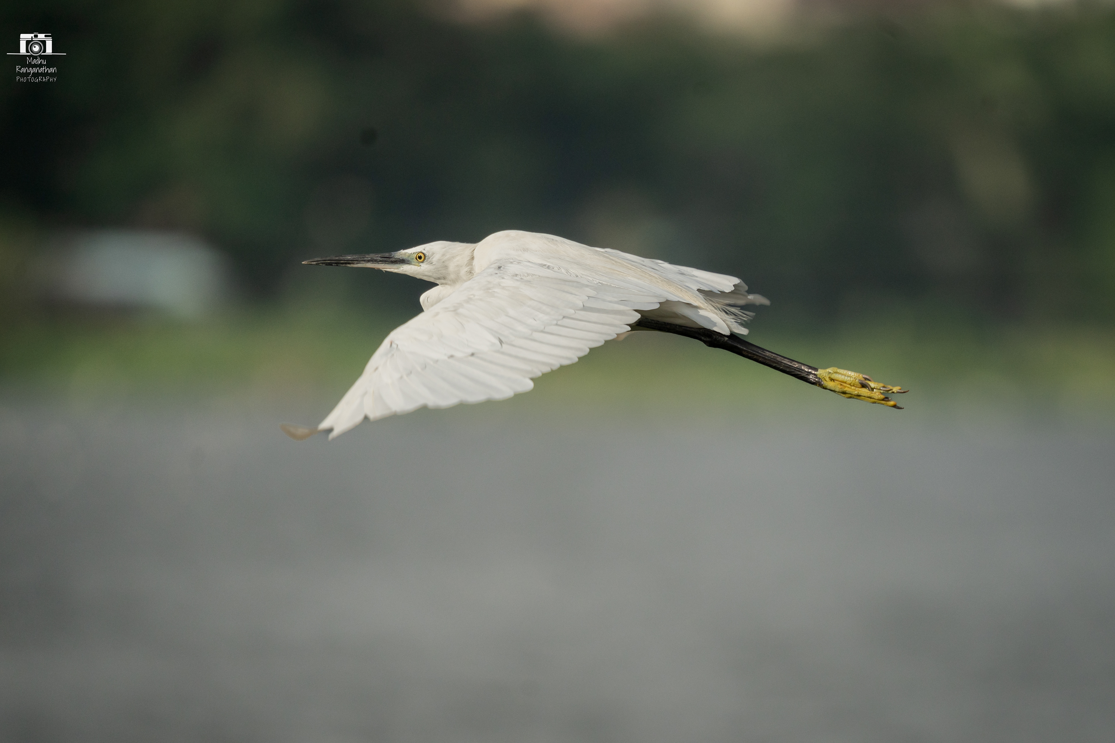 Egret
