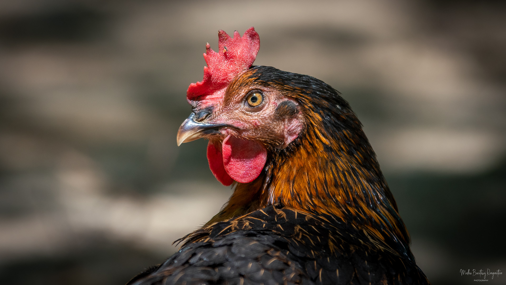 Adult Rooster, Warsaw, Poland