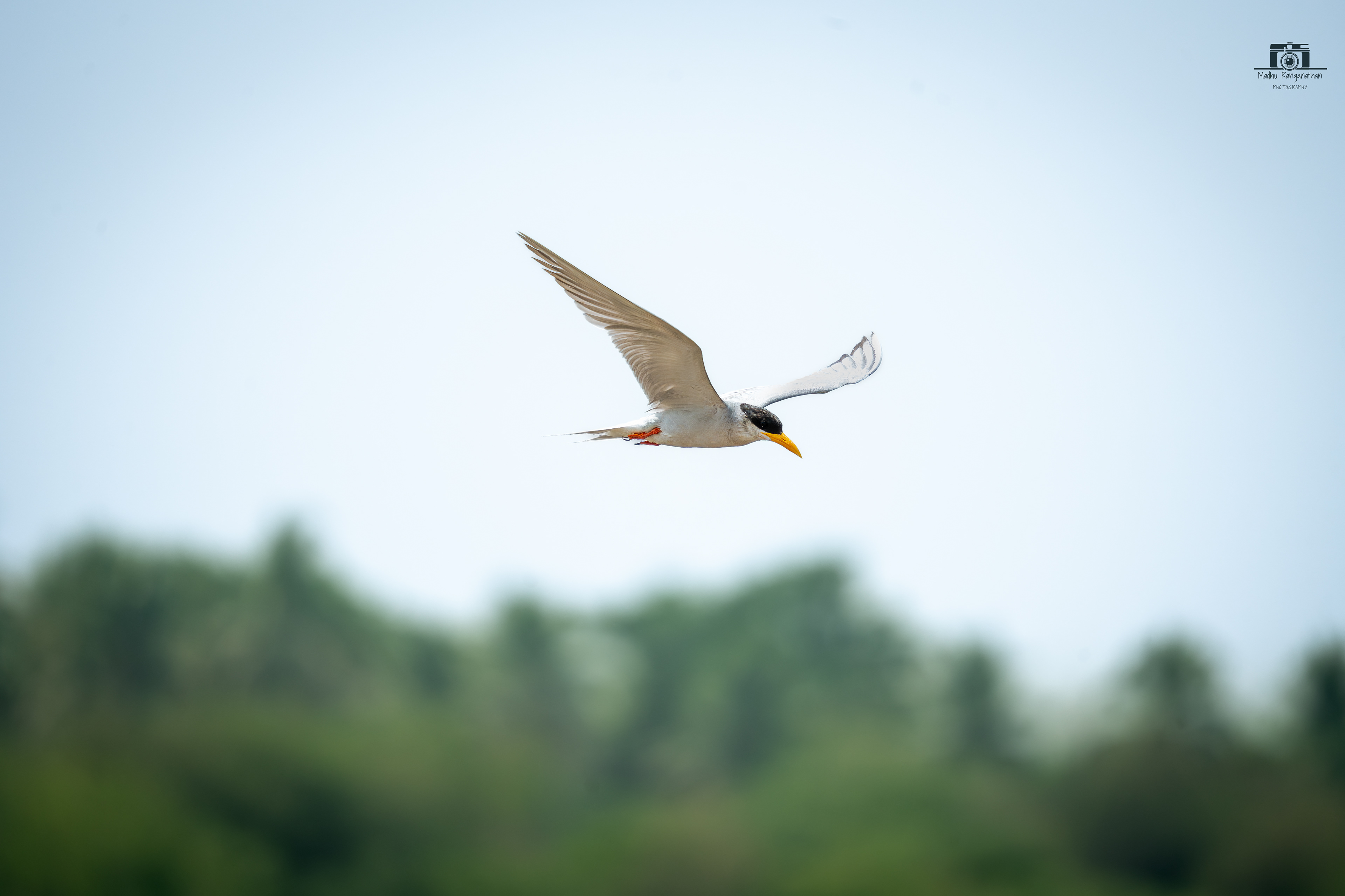 Tern