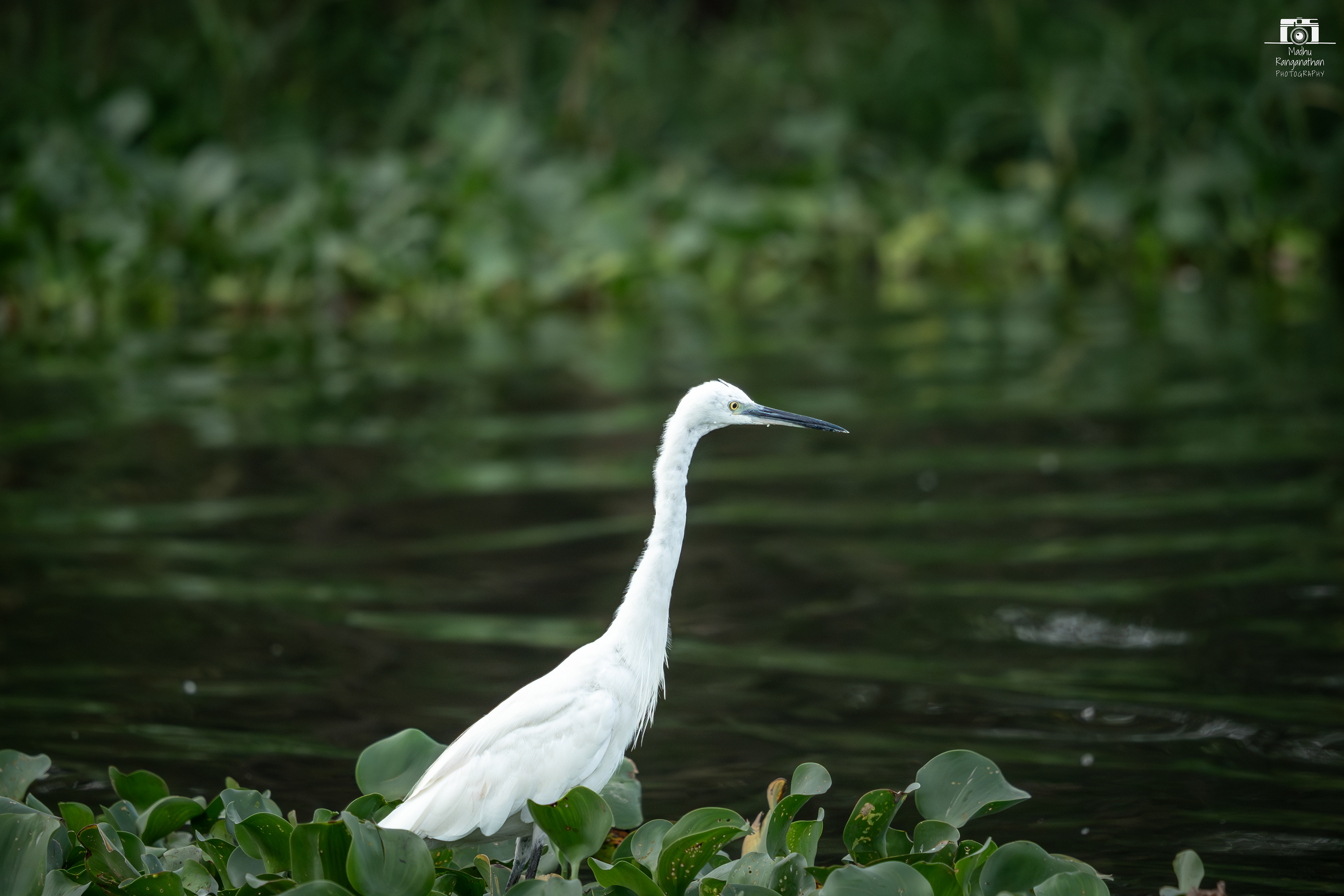 Egret