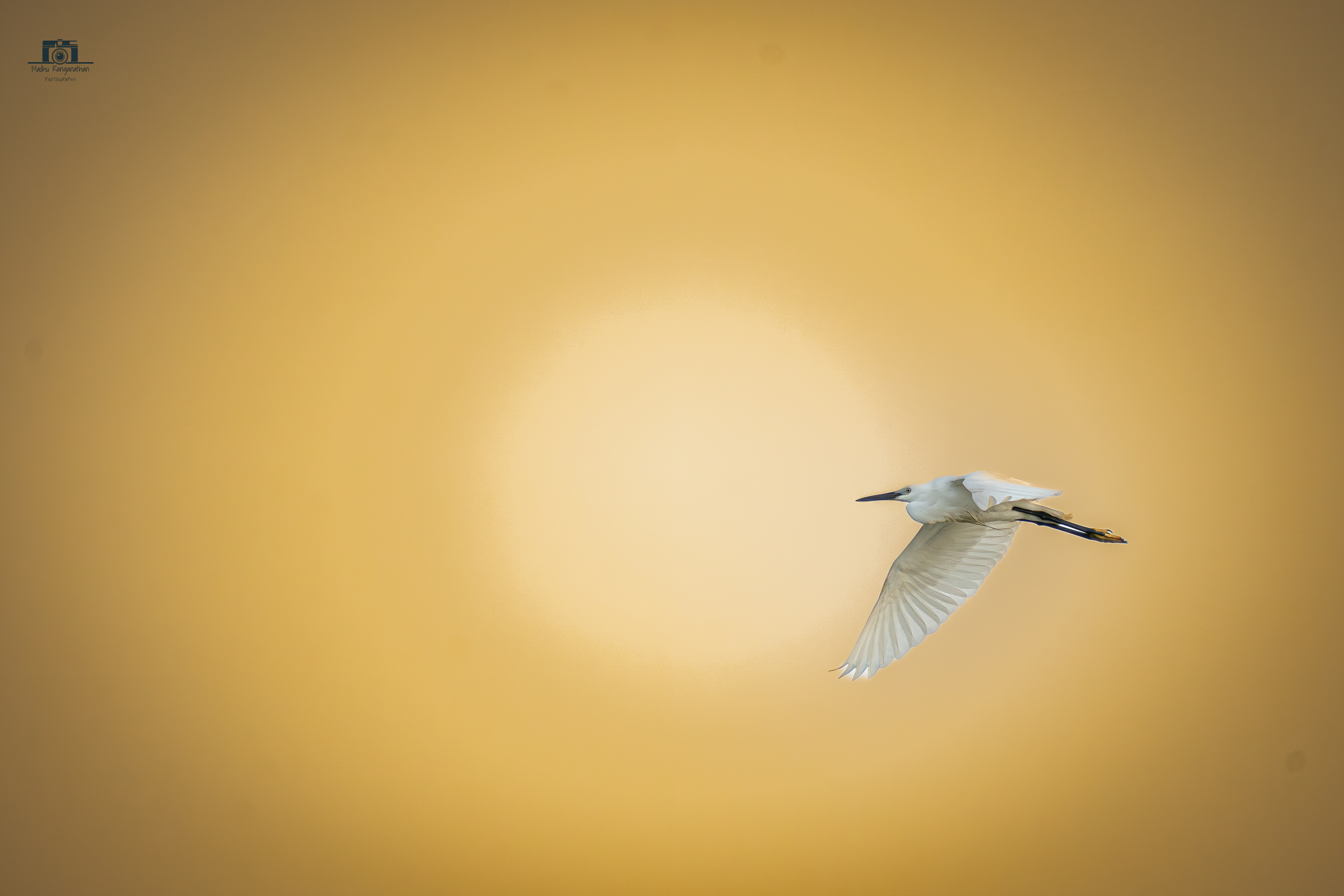 Egret
