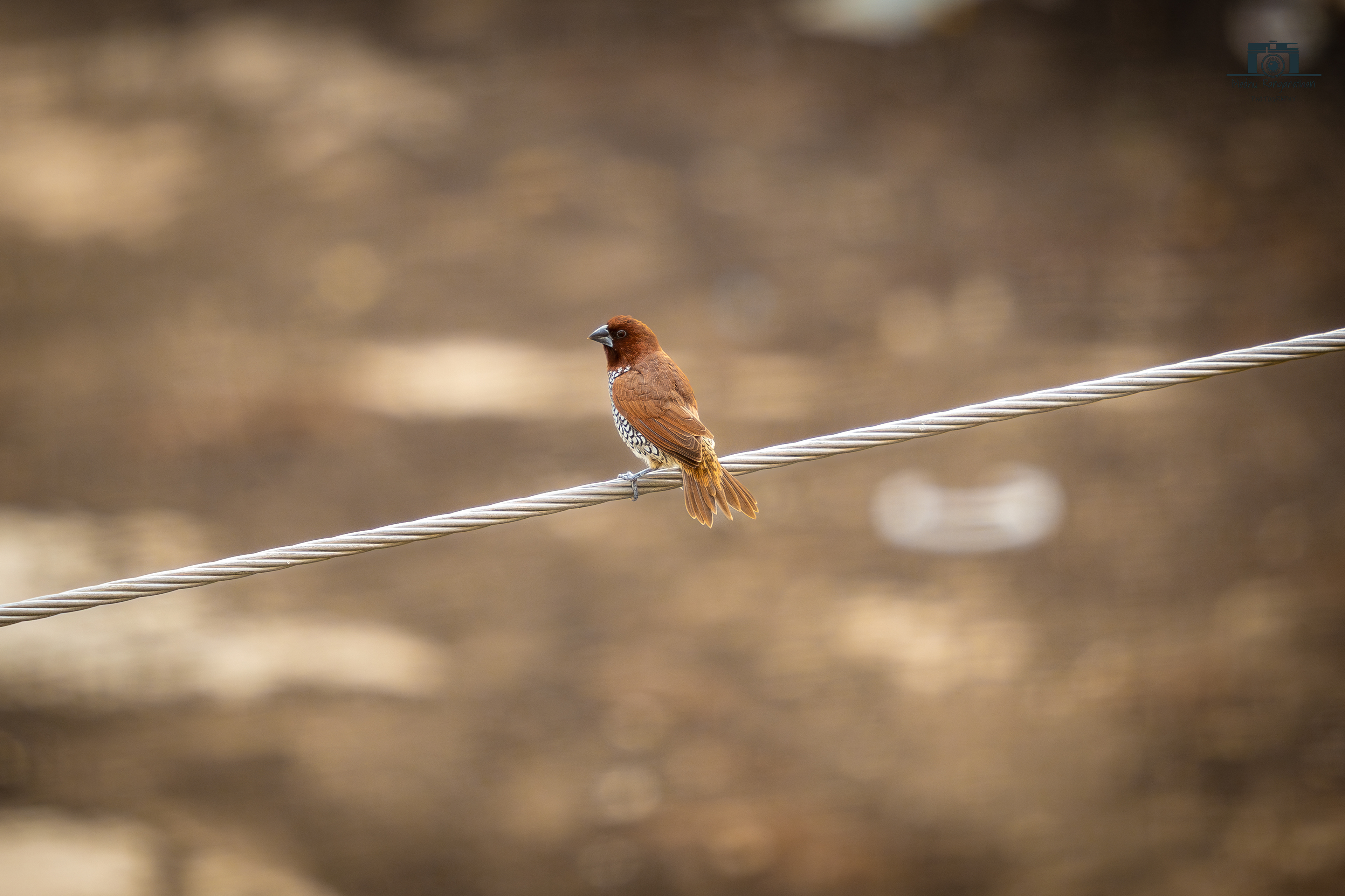 Scaly breasted Munia