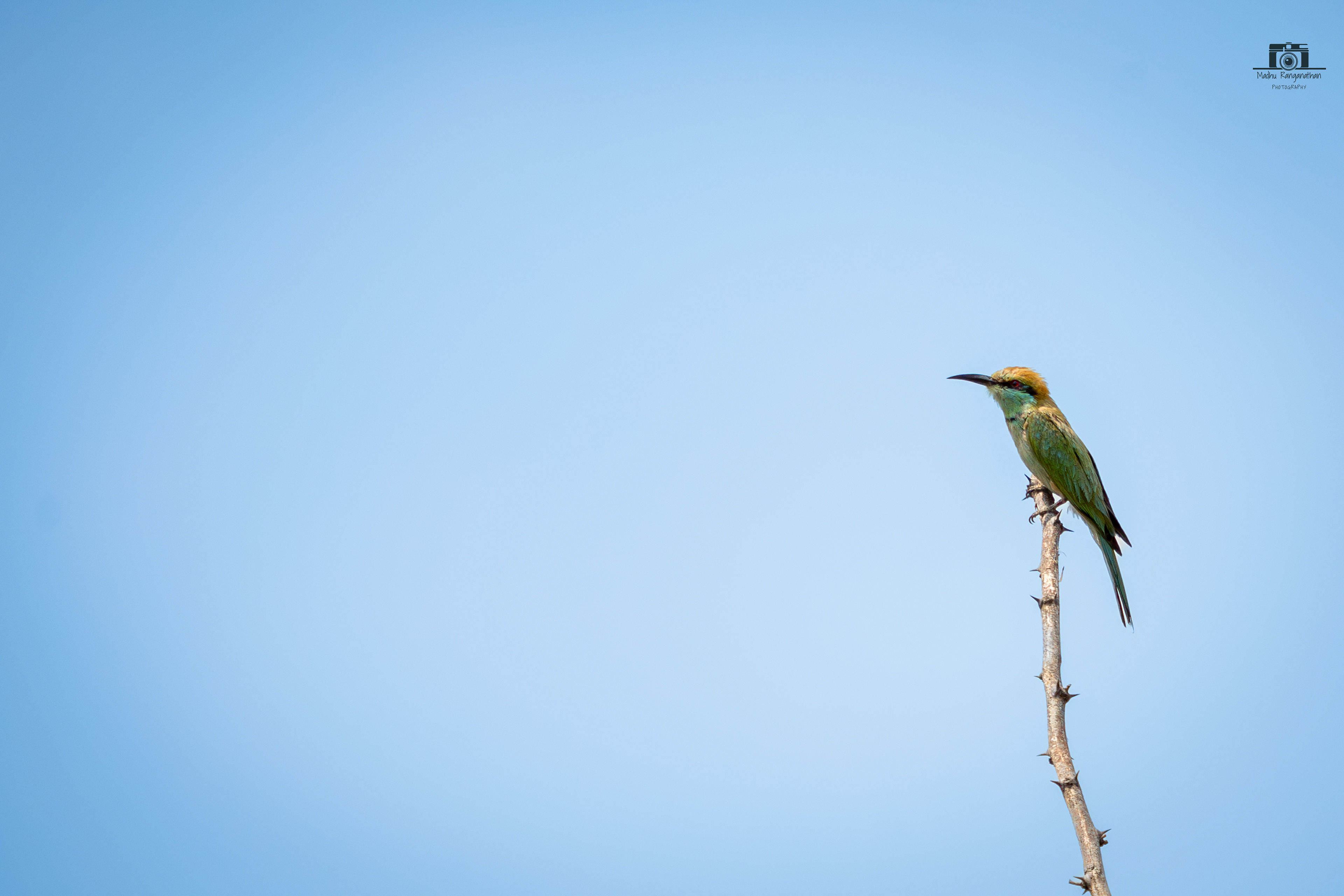 Asian Green-bee eater