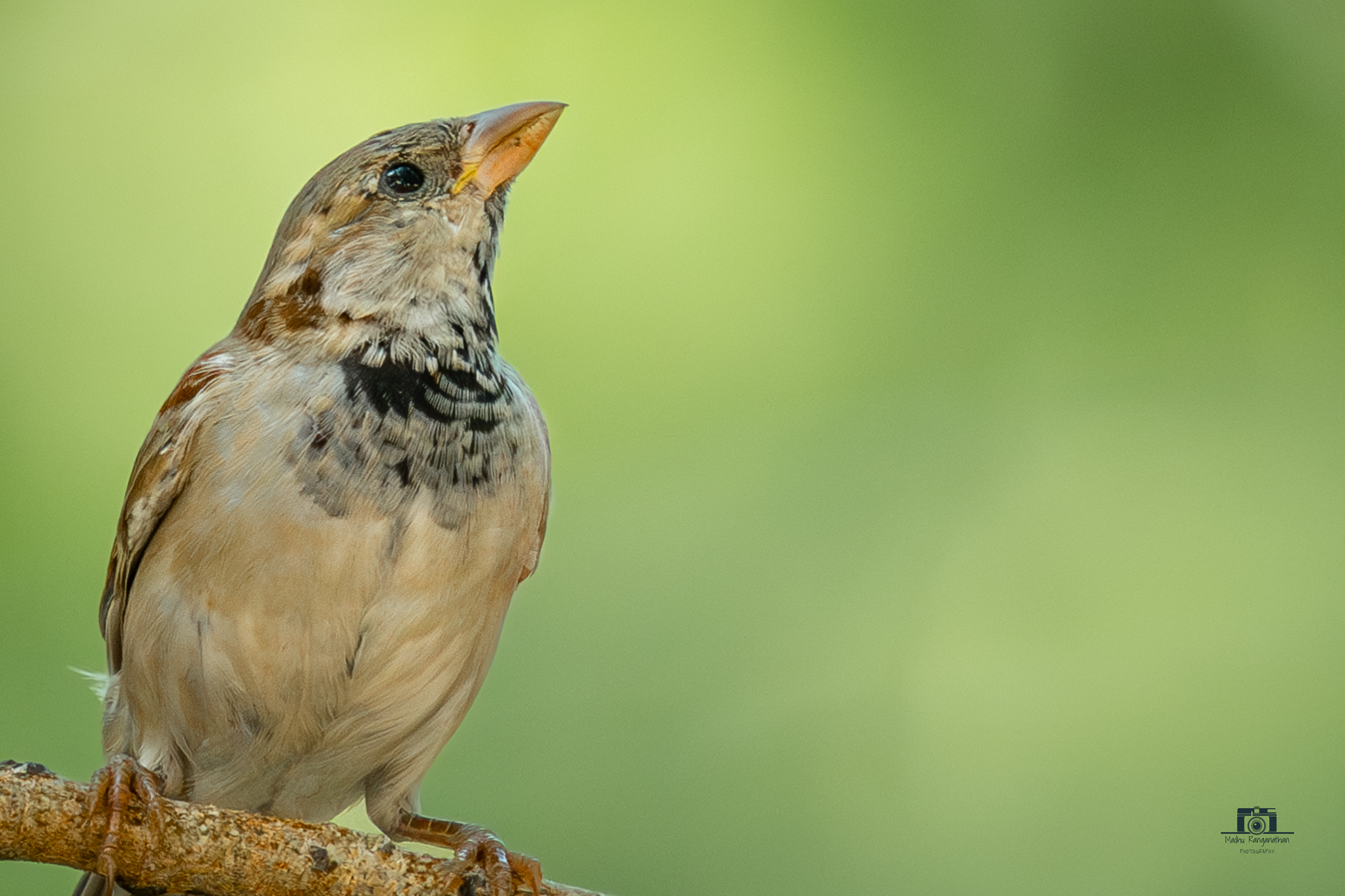 House Sparrow