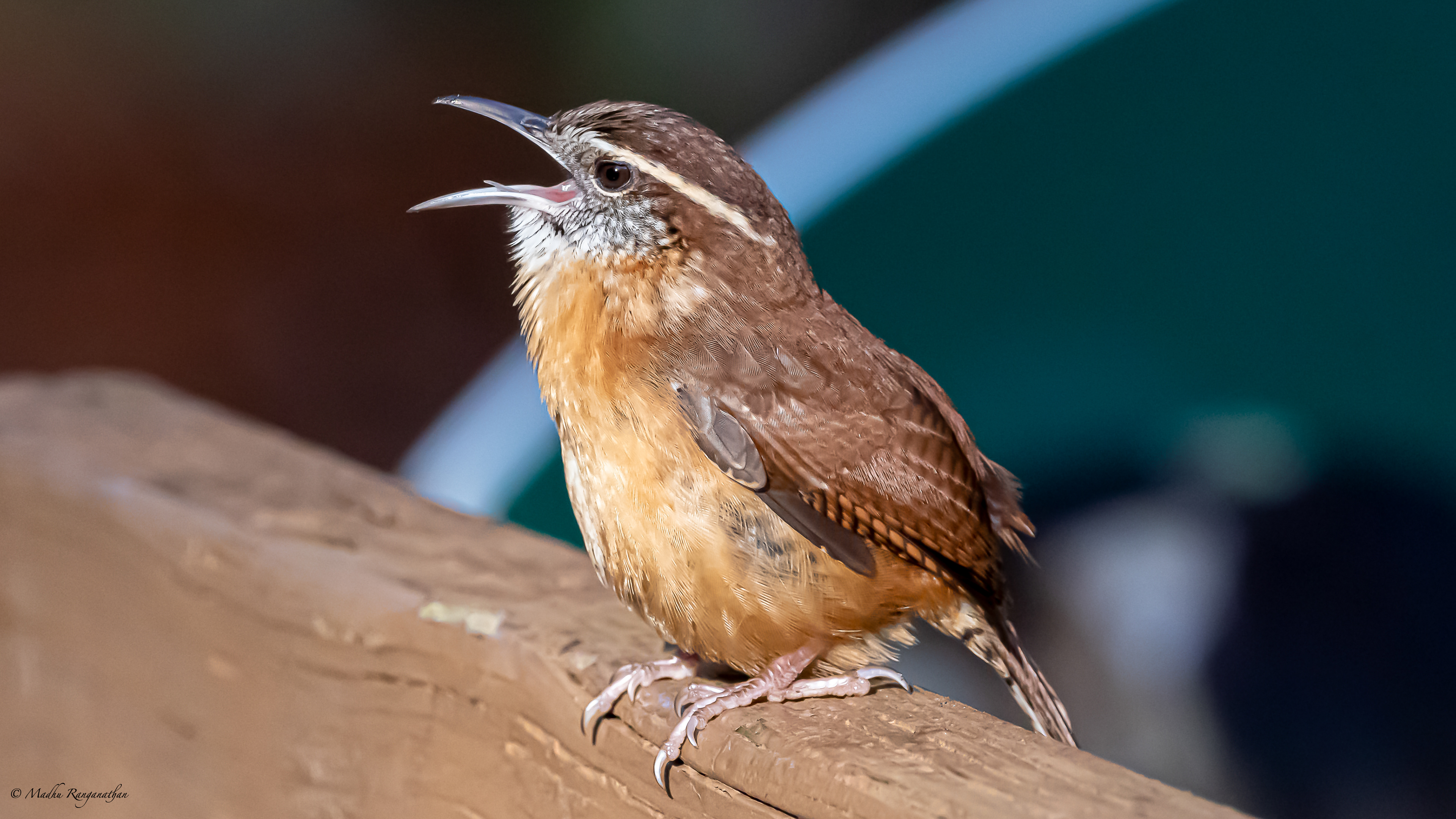 Carolina wren , Florida, US