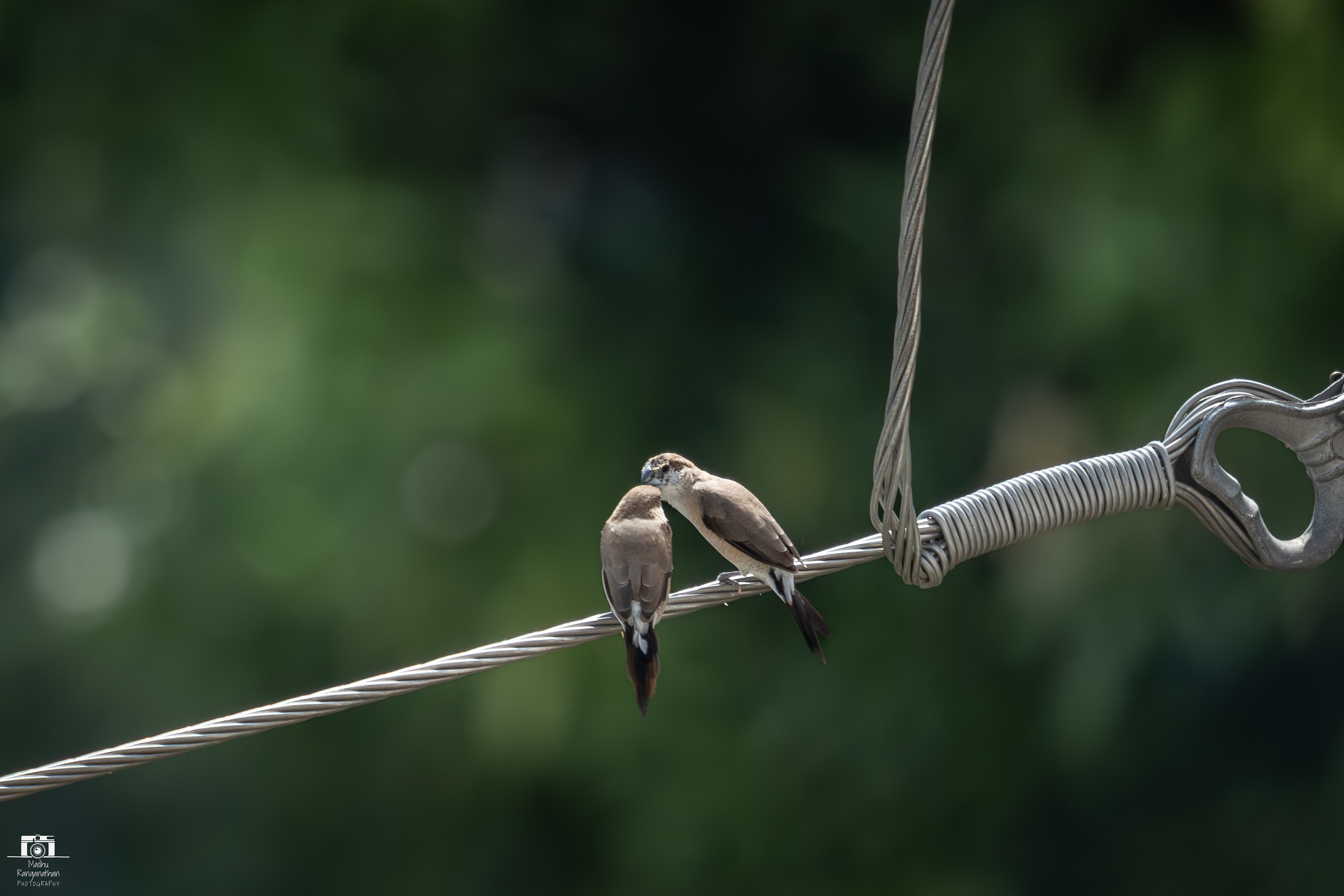 Indian Silverbill
