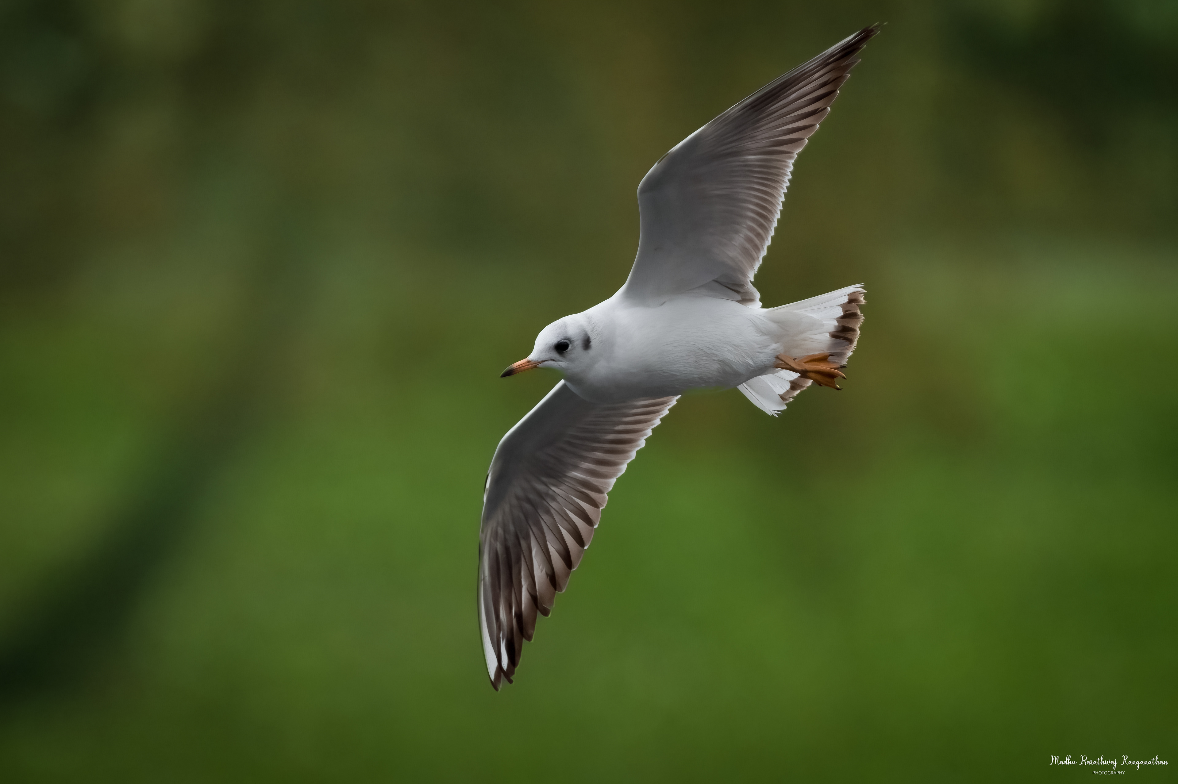 Gull, Warsaw, Poland