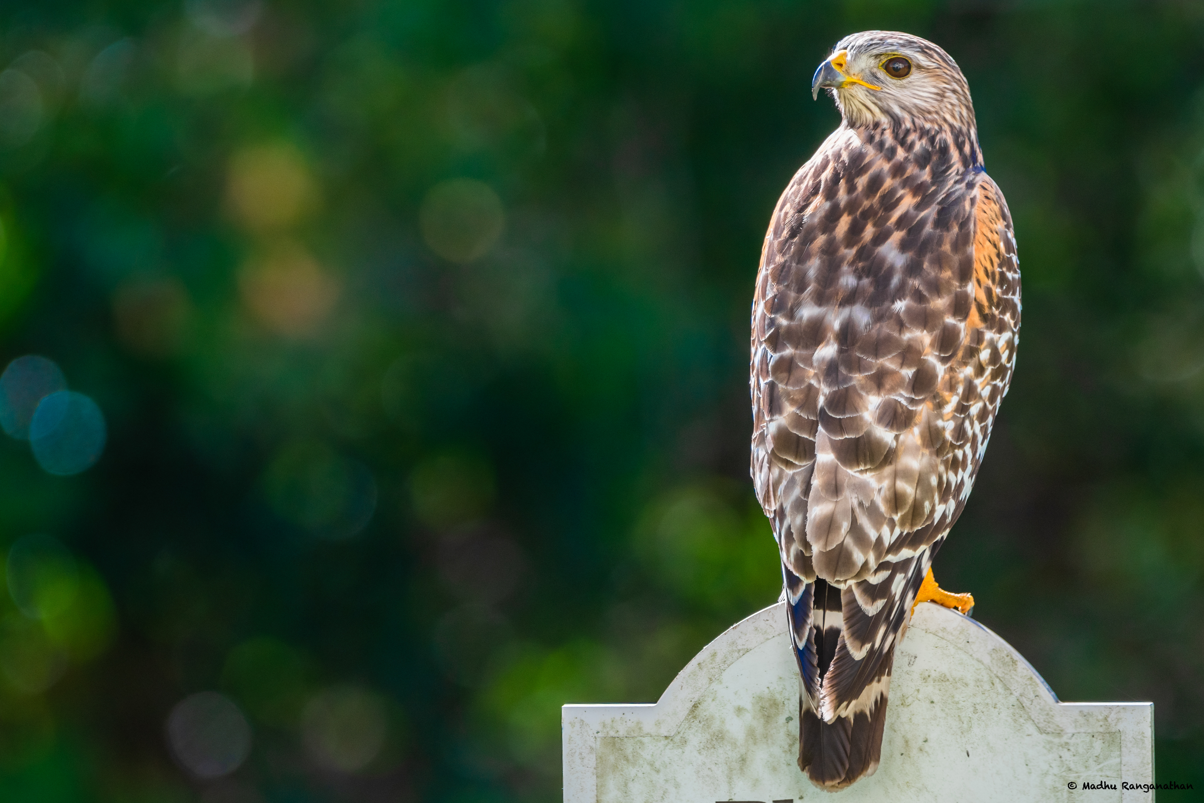 Red Shouldered Hawk, Florida , US
