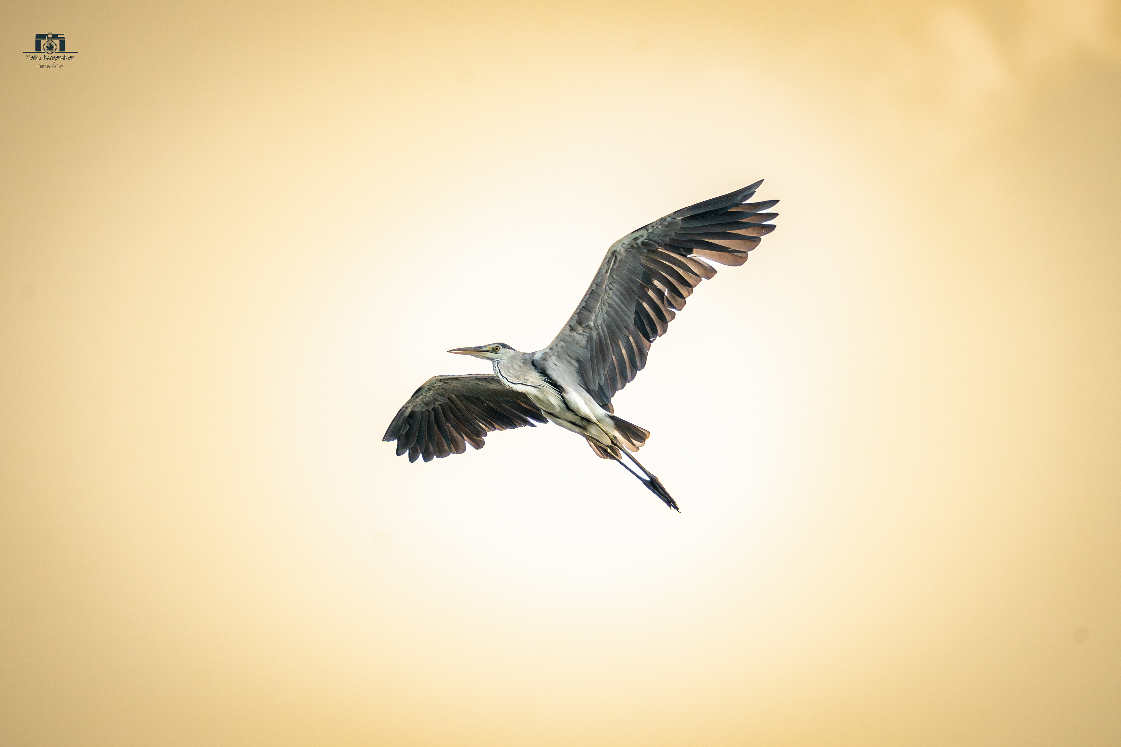 Grey Heron