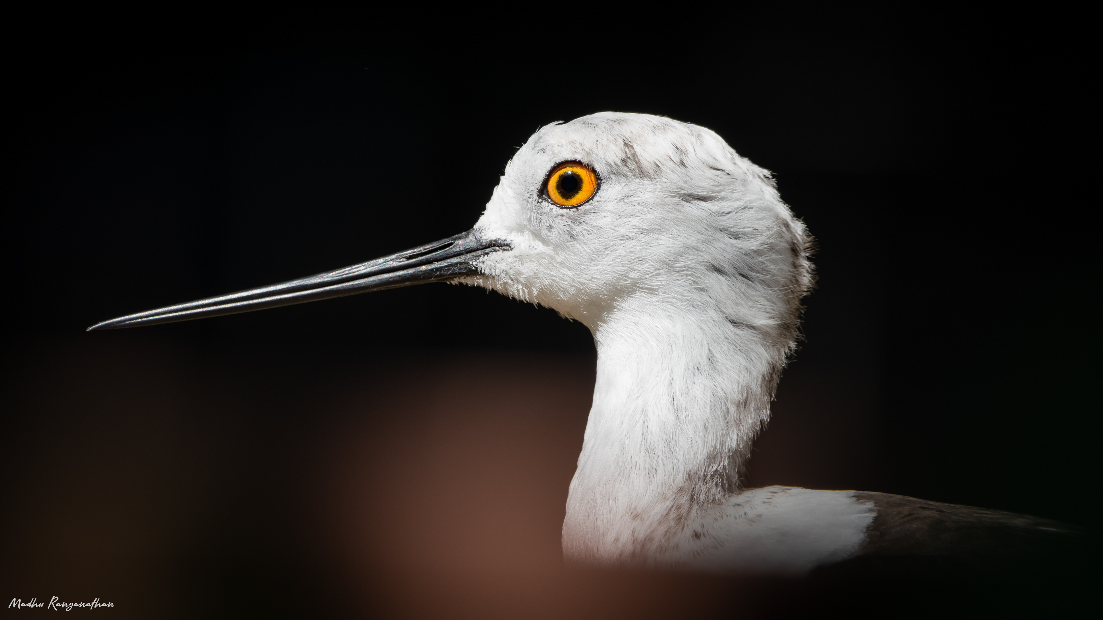 Black Winged Stilt, Warsaw, Poland