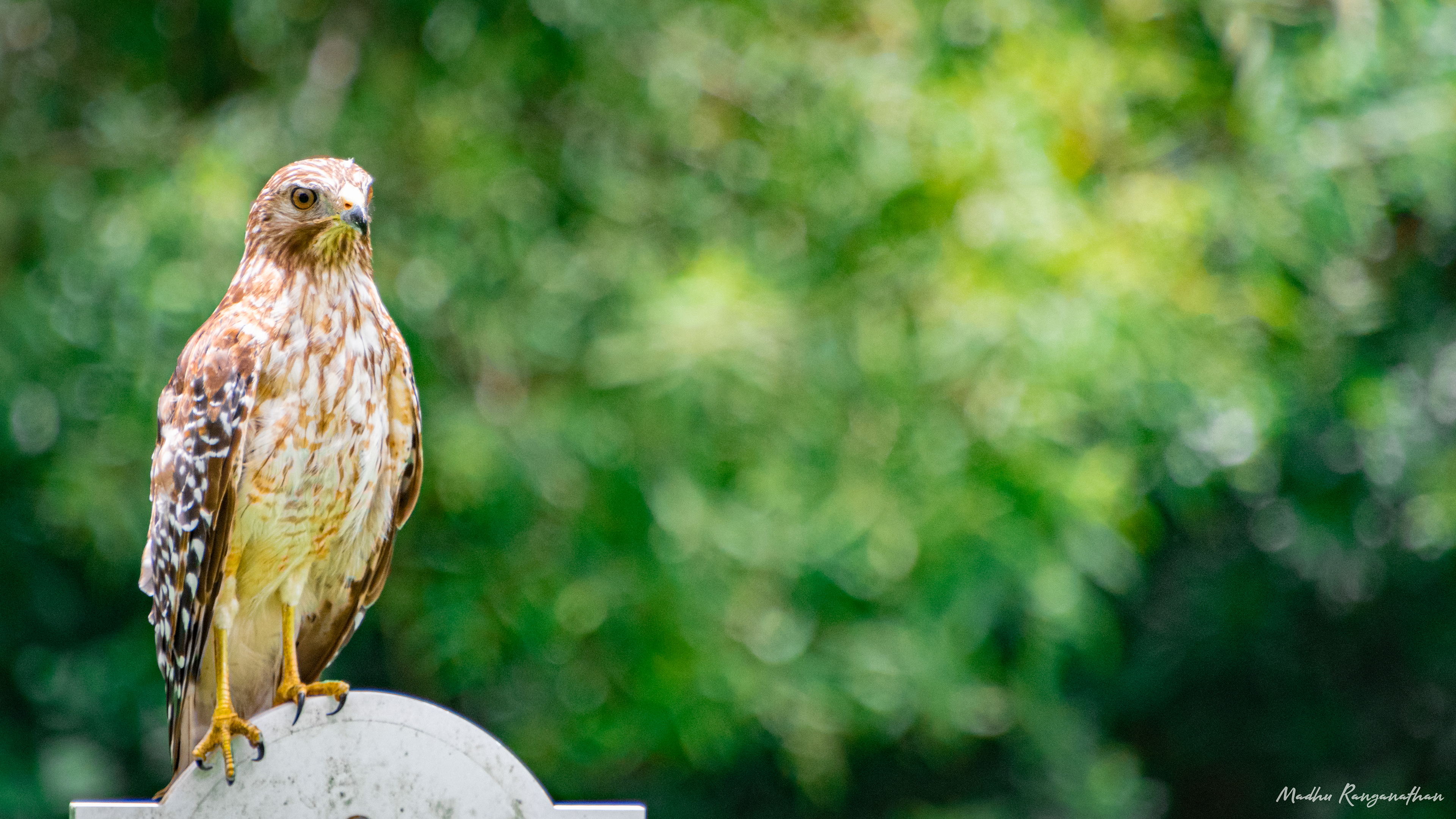 Hawk, Florida, US