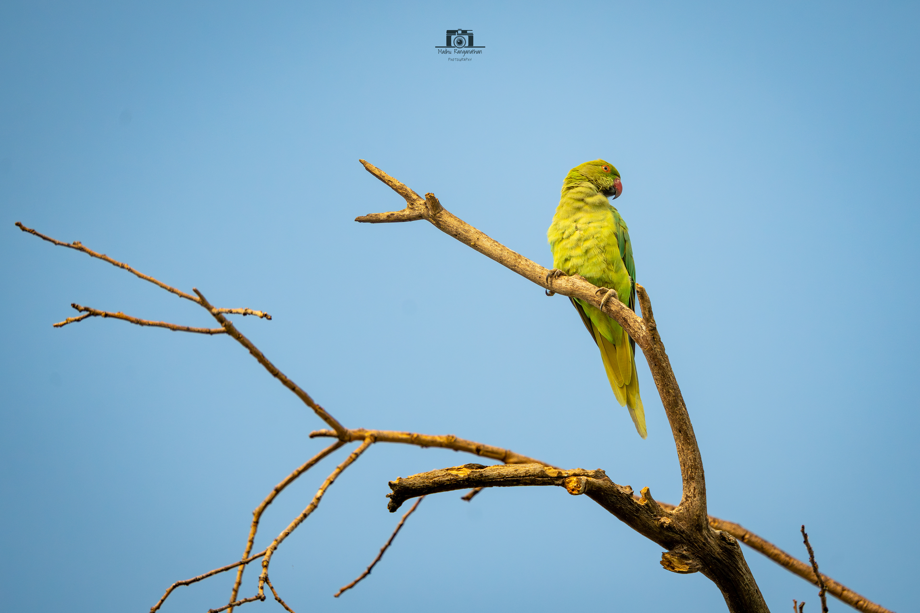 Rose Ringed Parakeet