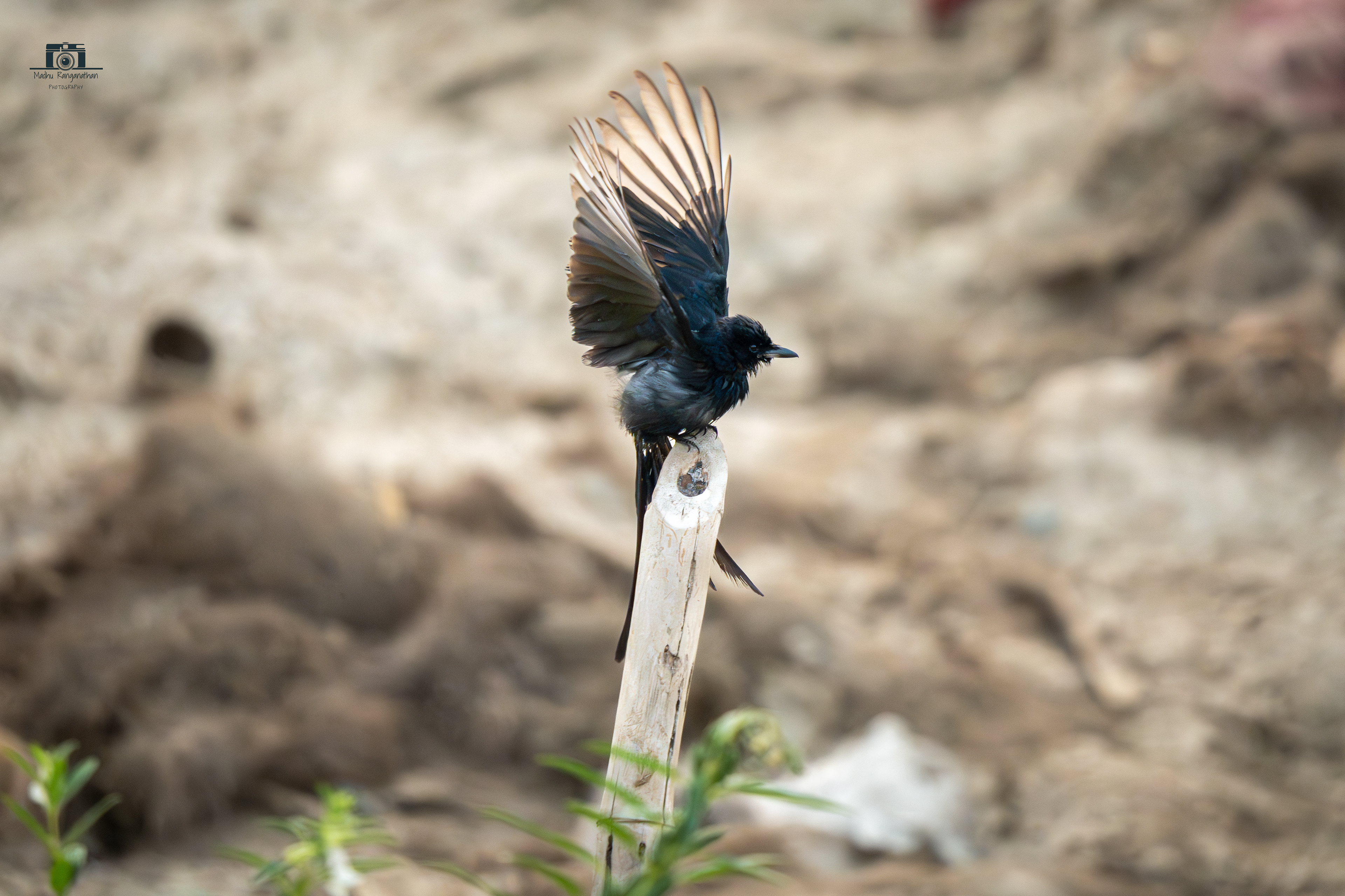 Black Drongo