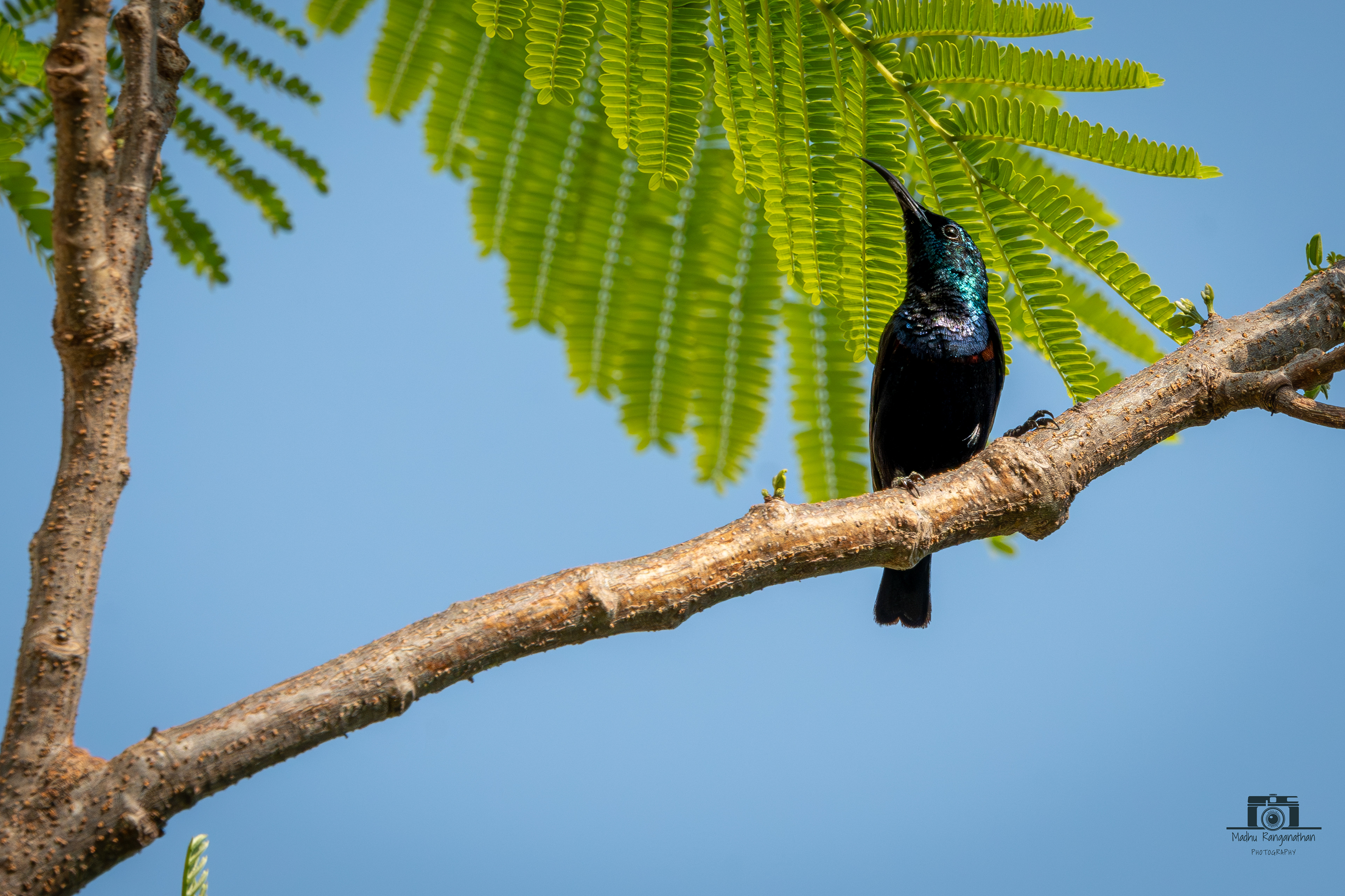 Purple sun bird