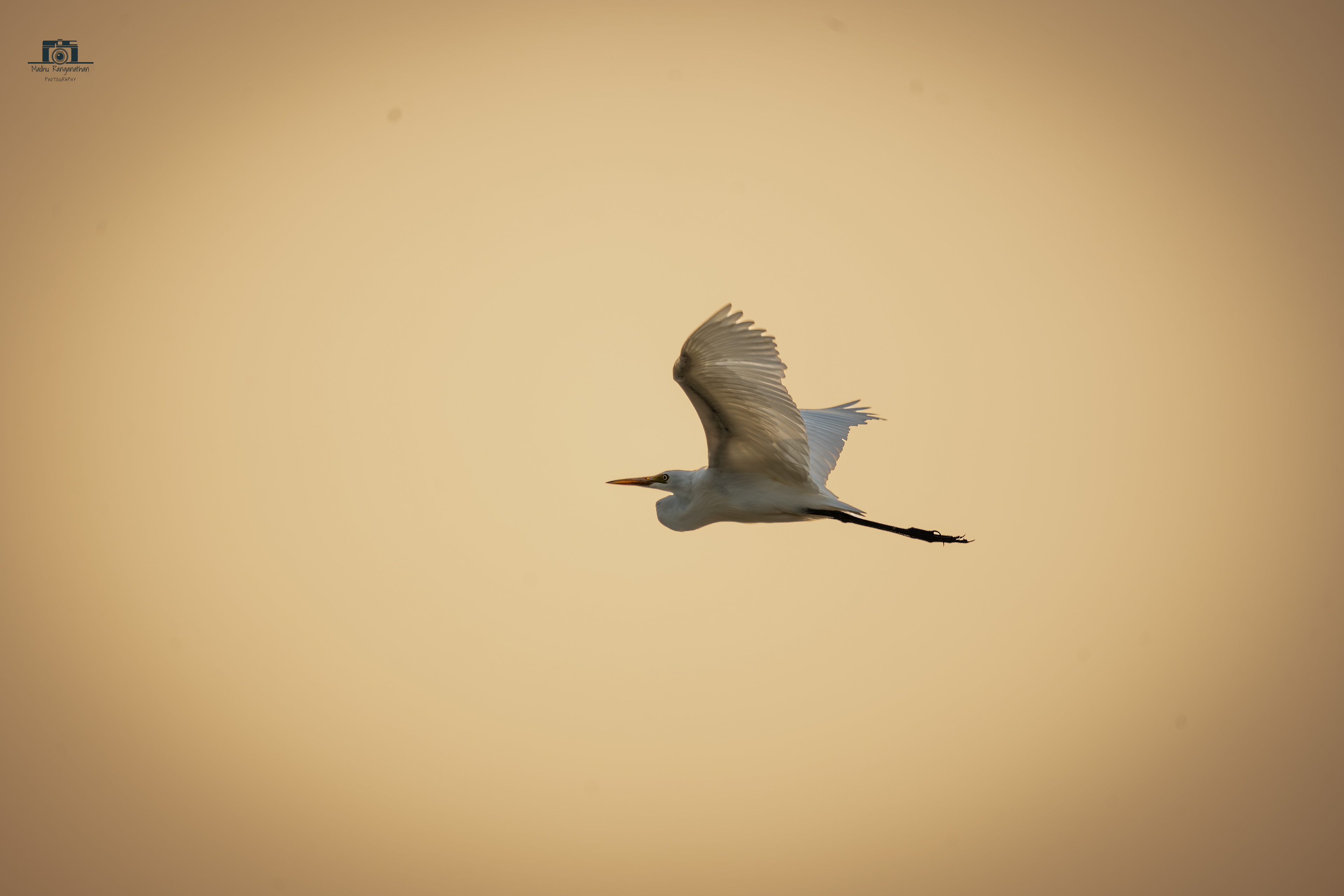 Egret