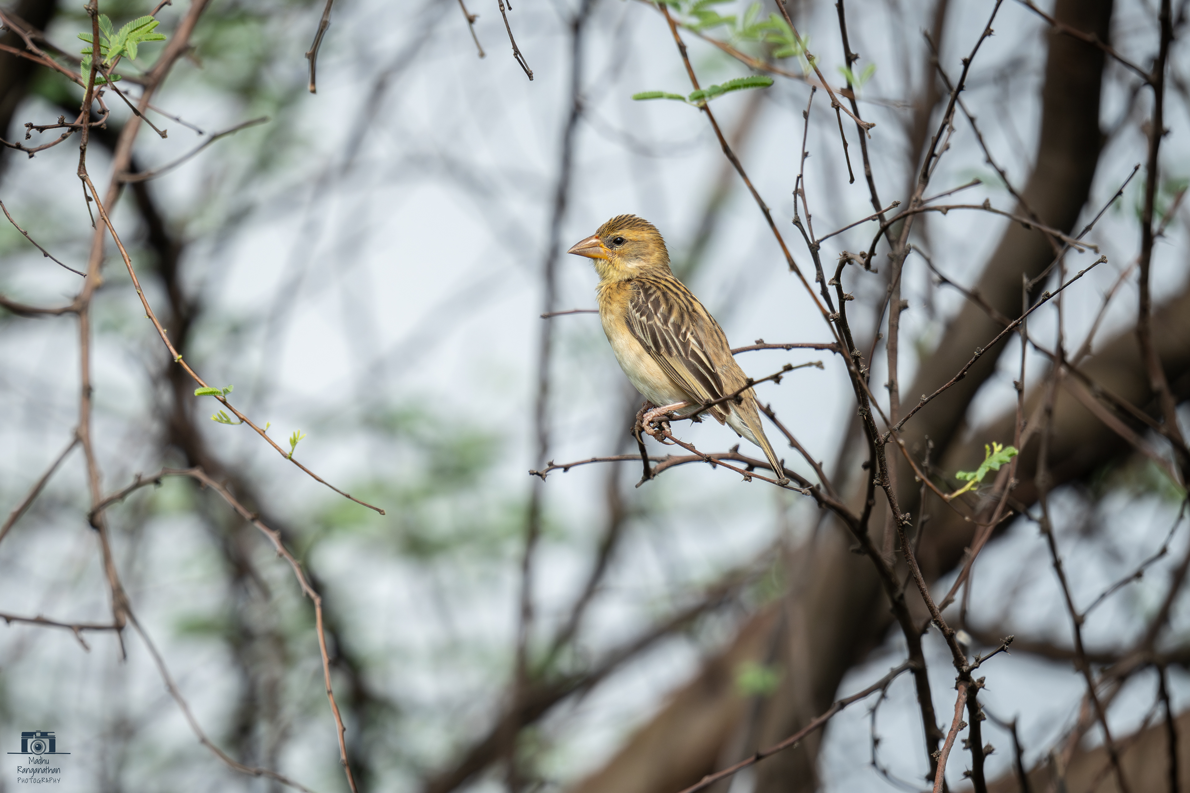 Weaver