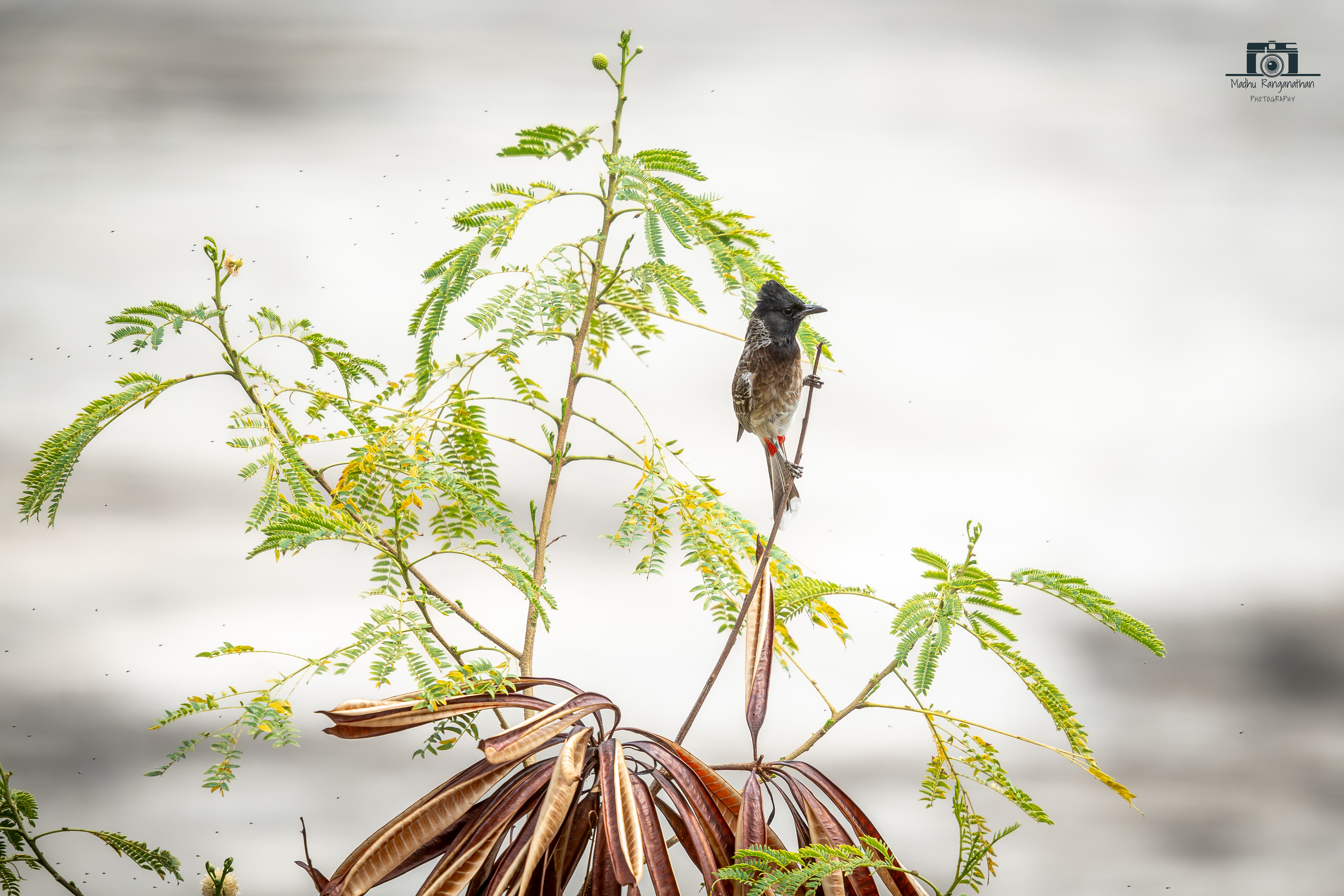 Red-vented bulbul
