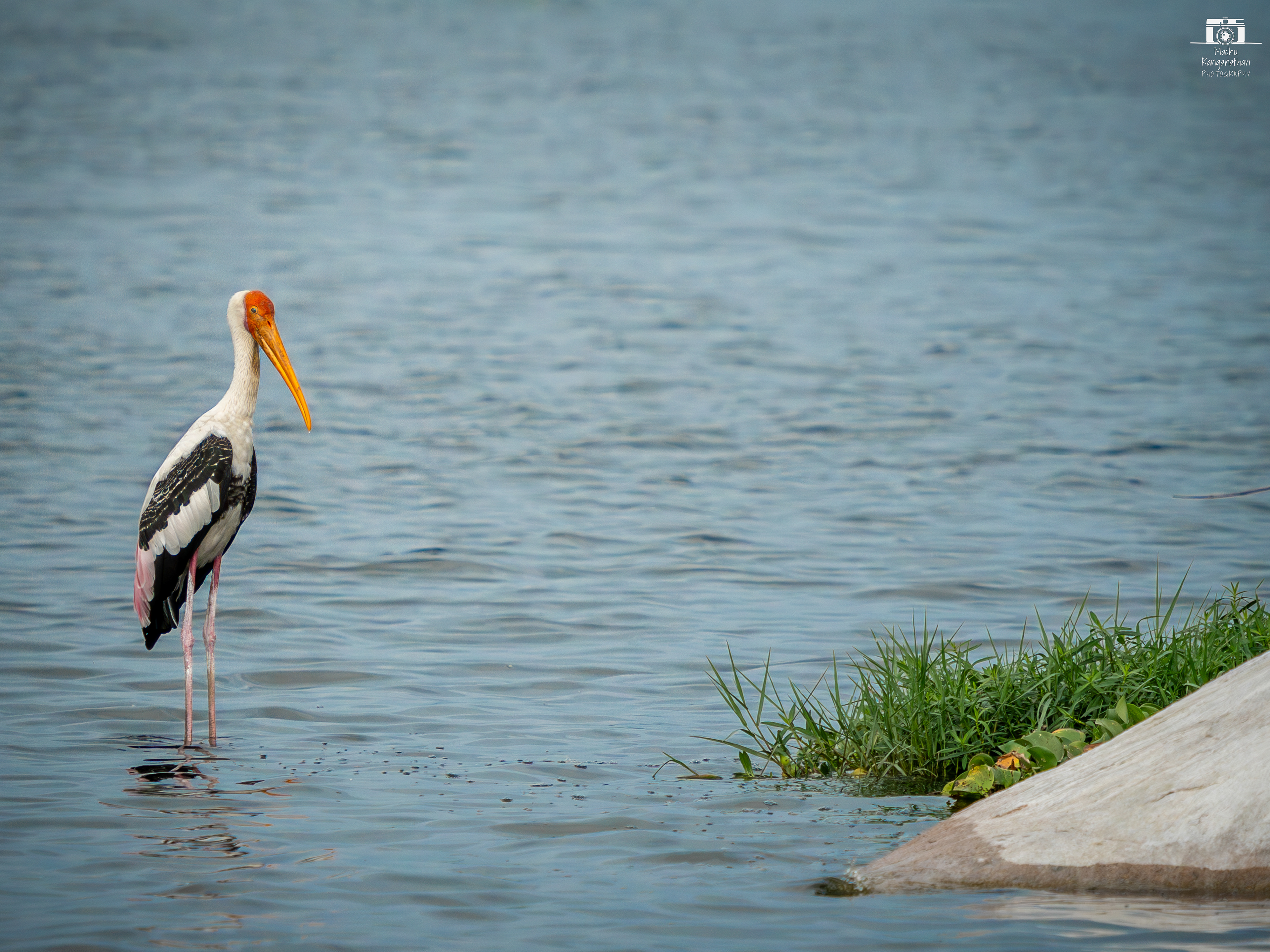 Stork