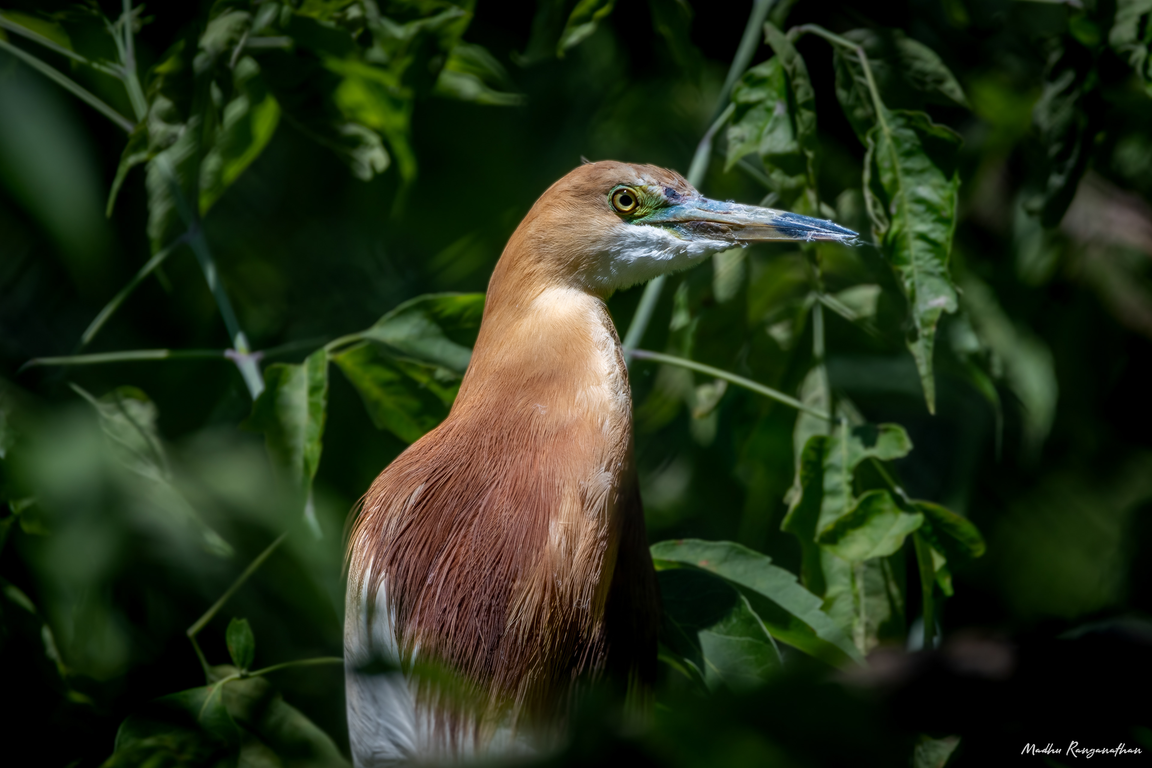Pond Heron, Warsaw, Poland(EU)