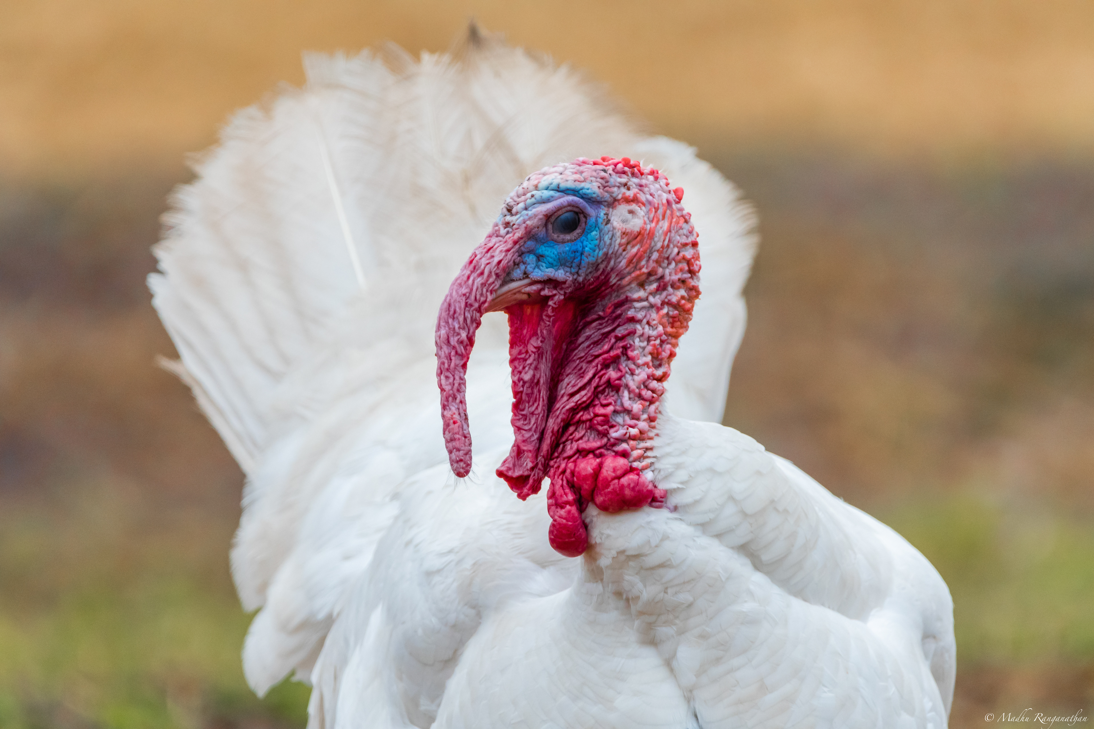 Royal Palm Turkey, Florida, US