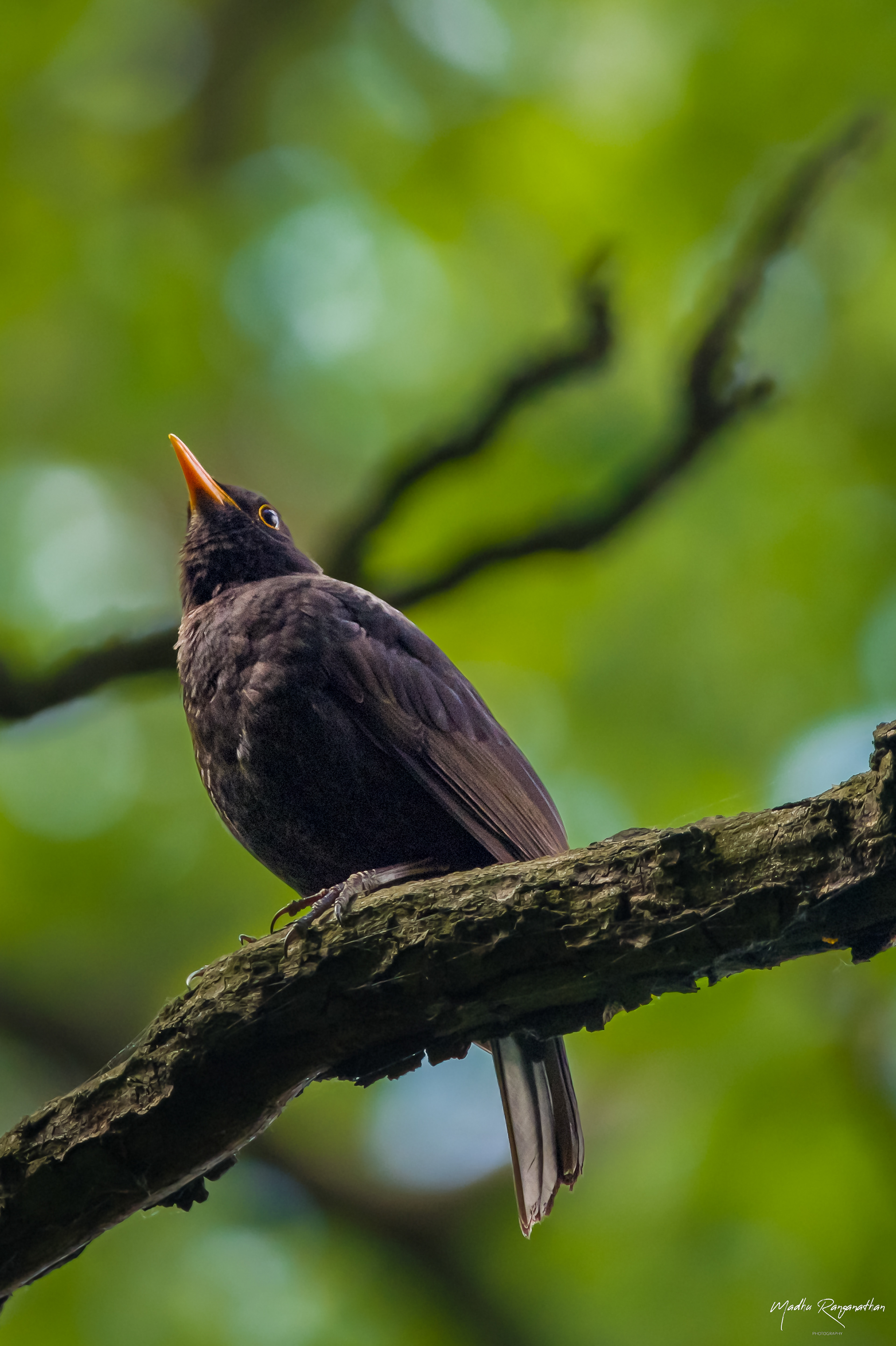 Common Blackbird, Warsaw, Poland(EU)