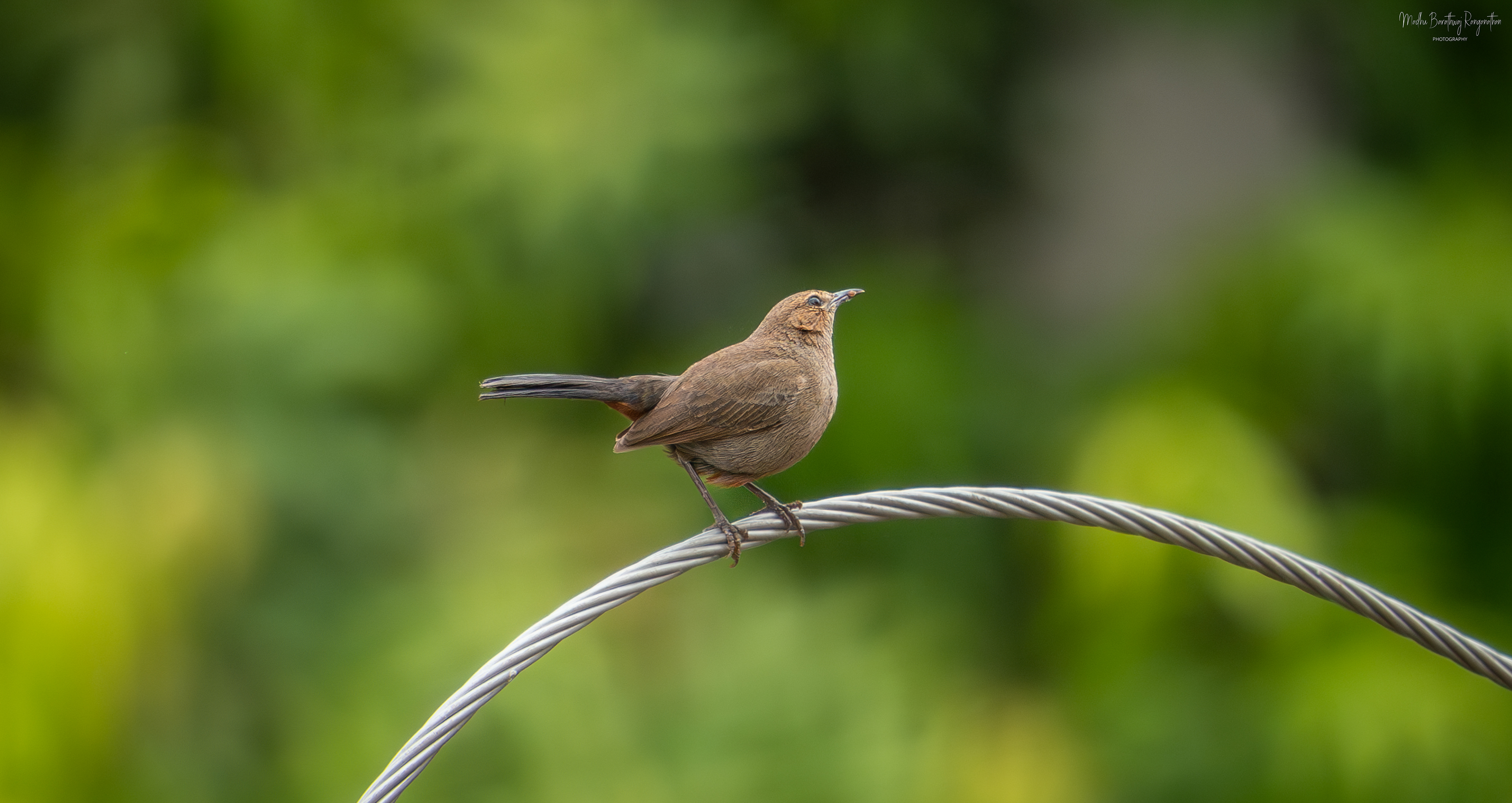 Female Robin