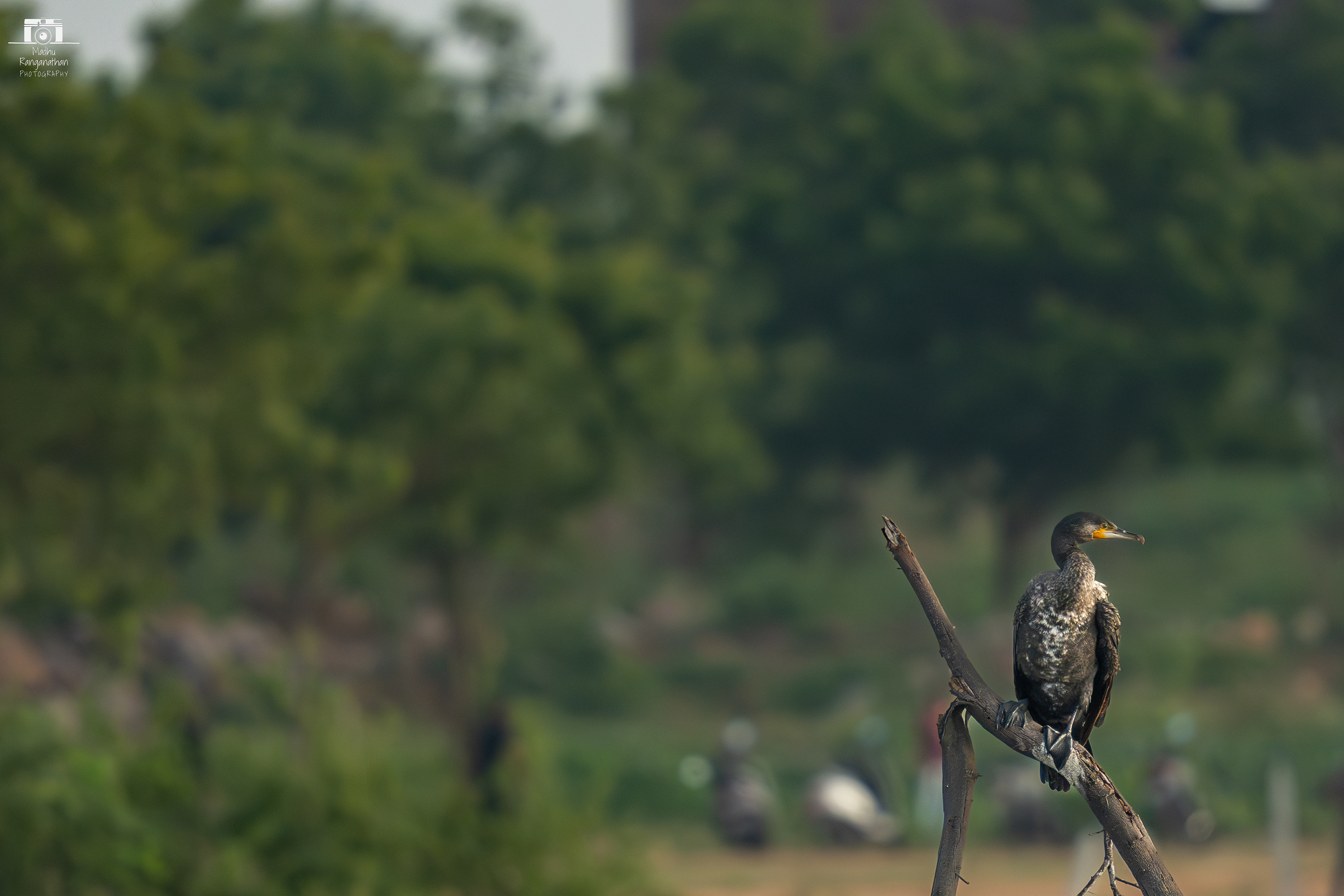 Cormorant