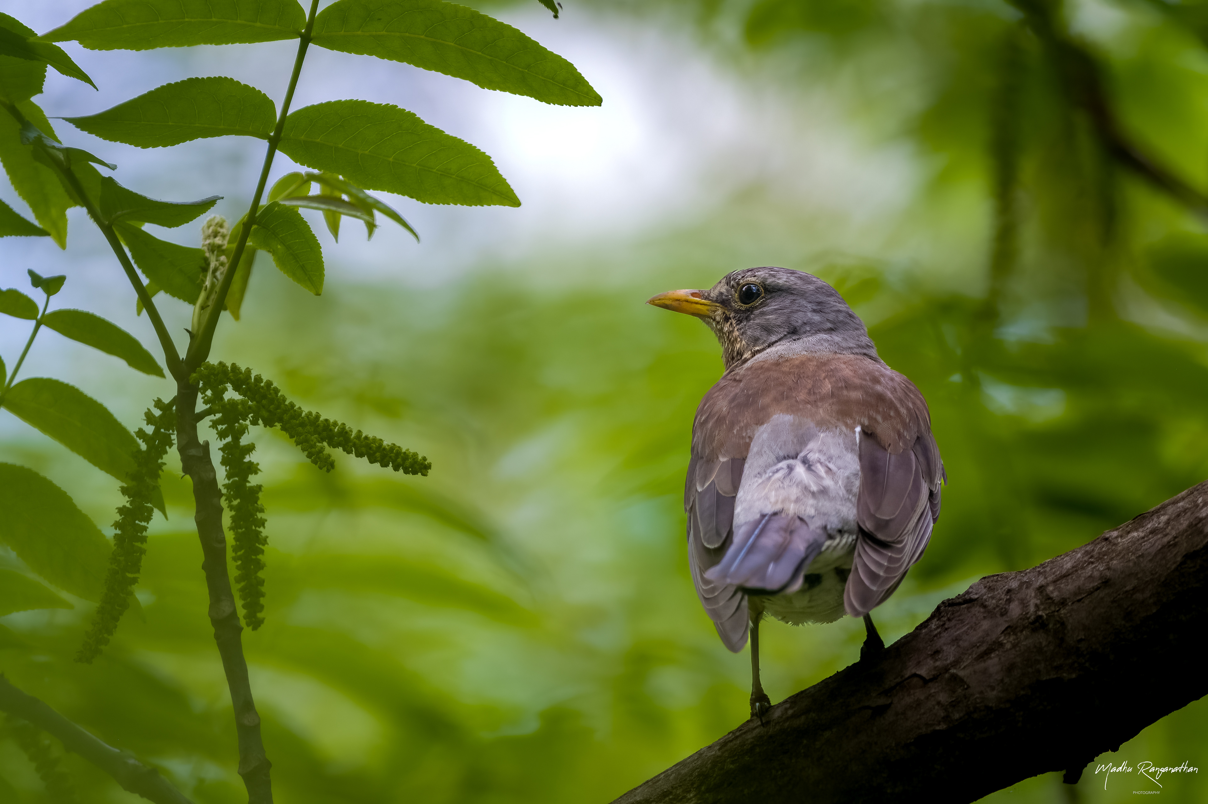 Fieldfare, Warsaw, Poland(EU)