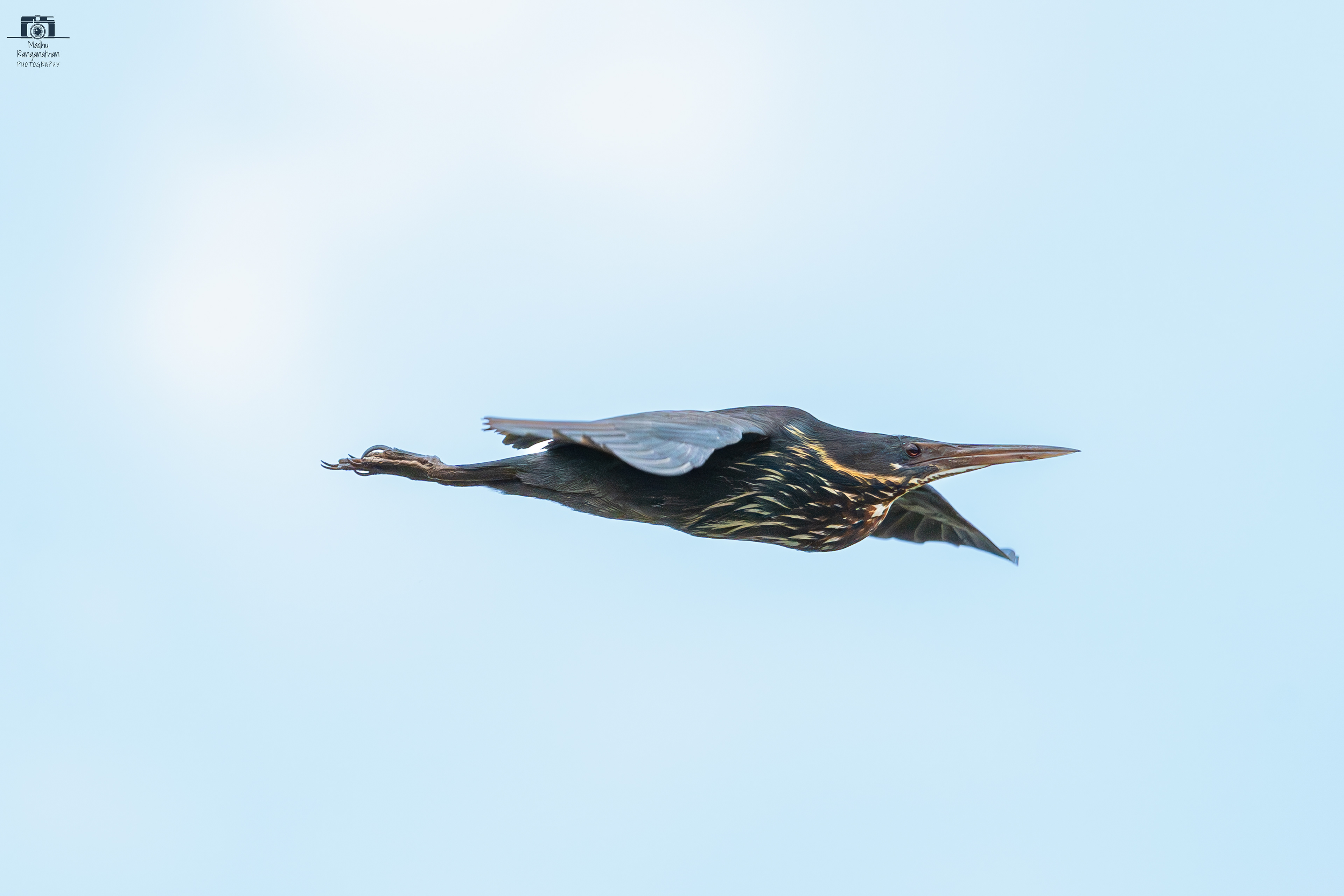 Black bittern