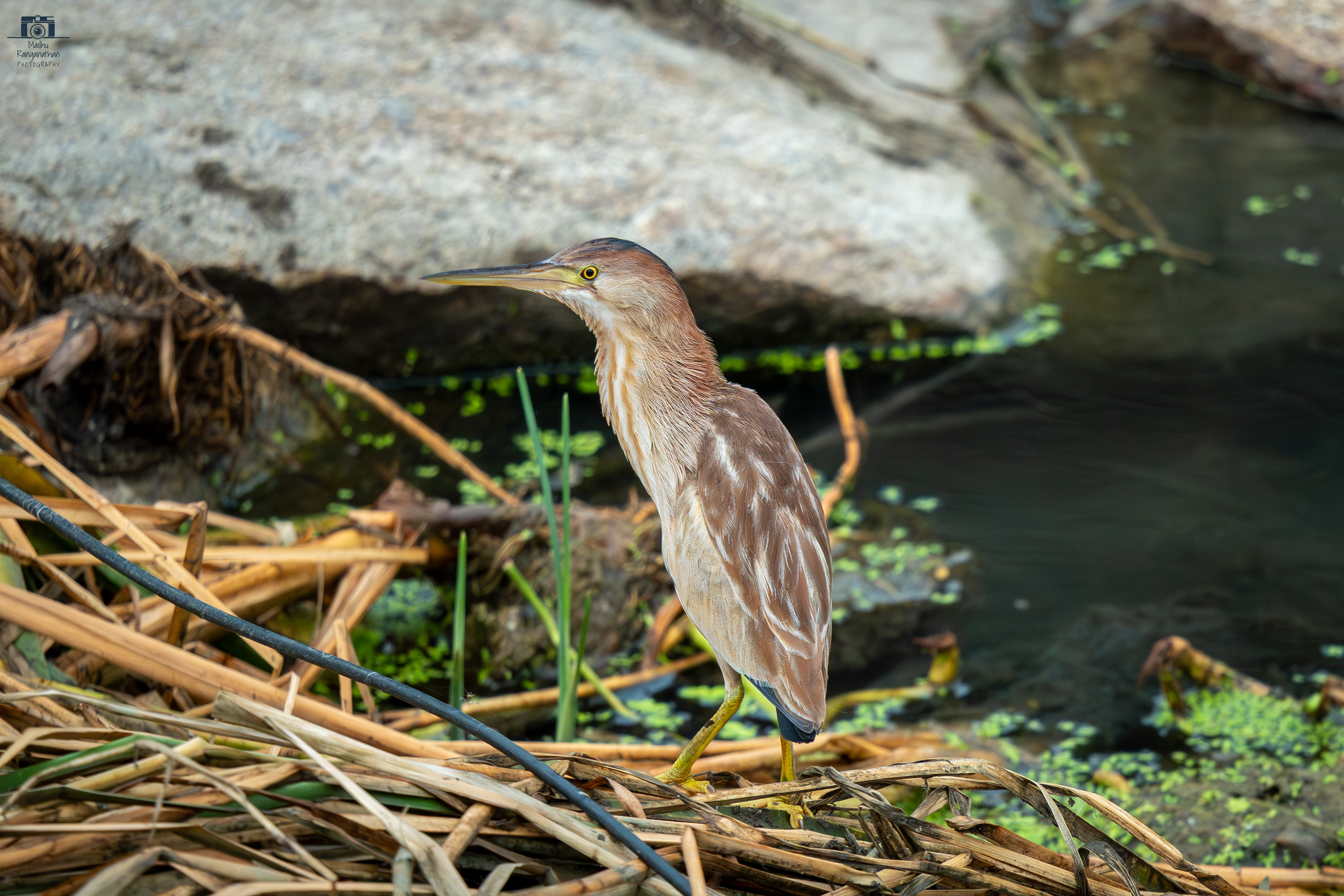 yellow bittern