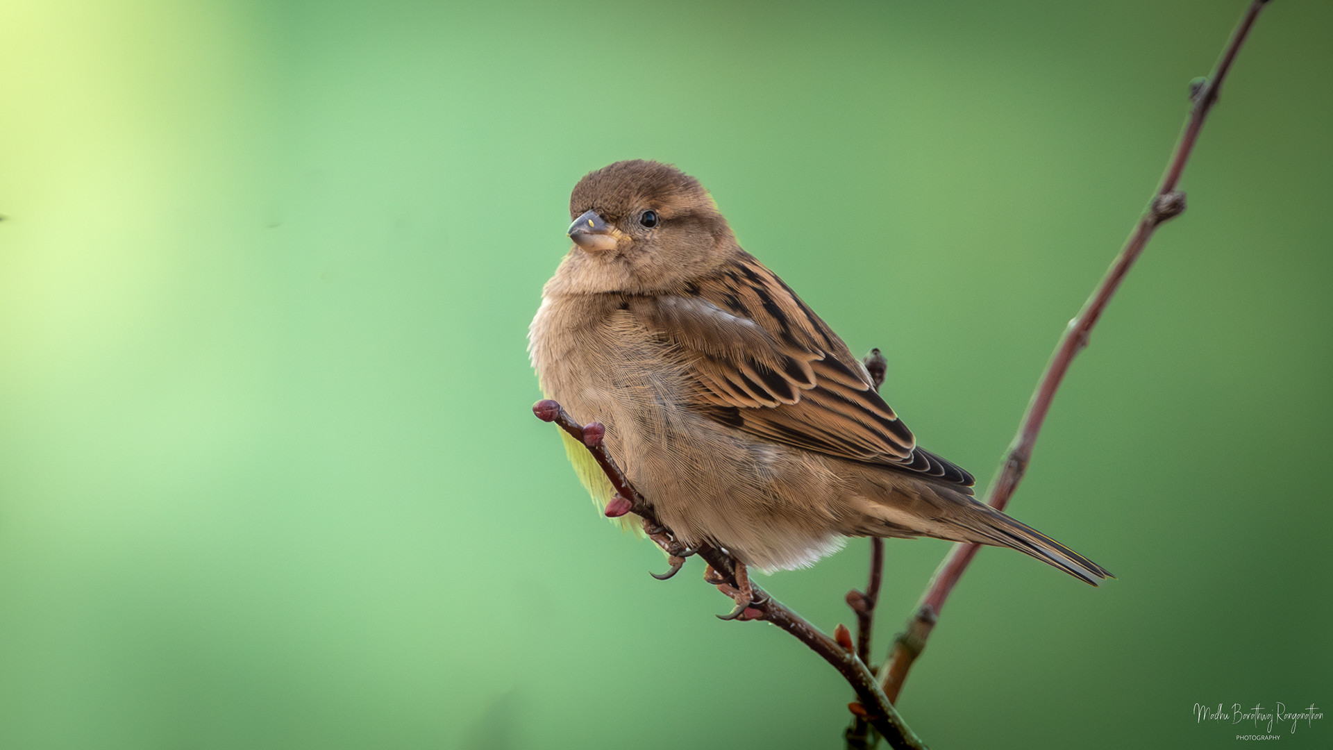 House sparrow , Warsaw , Poland