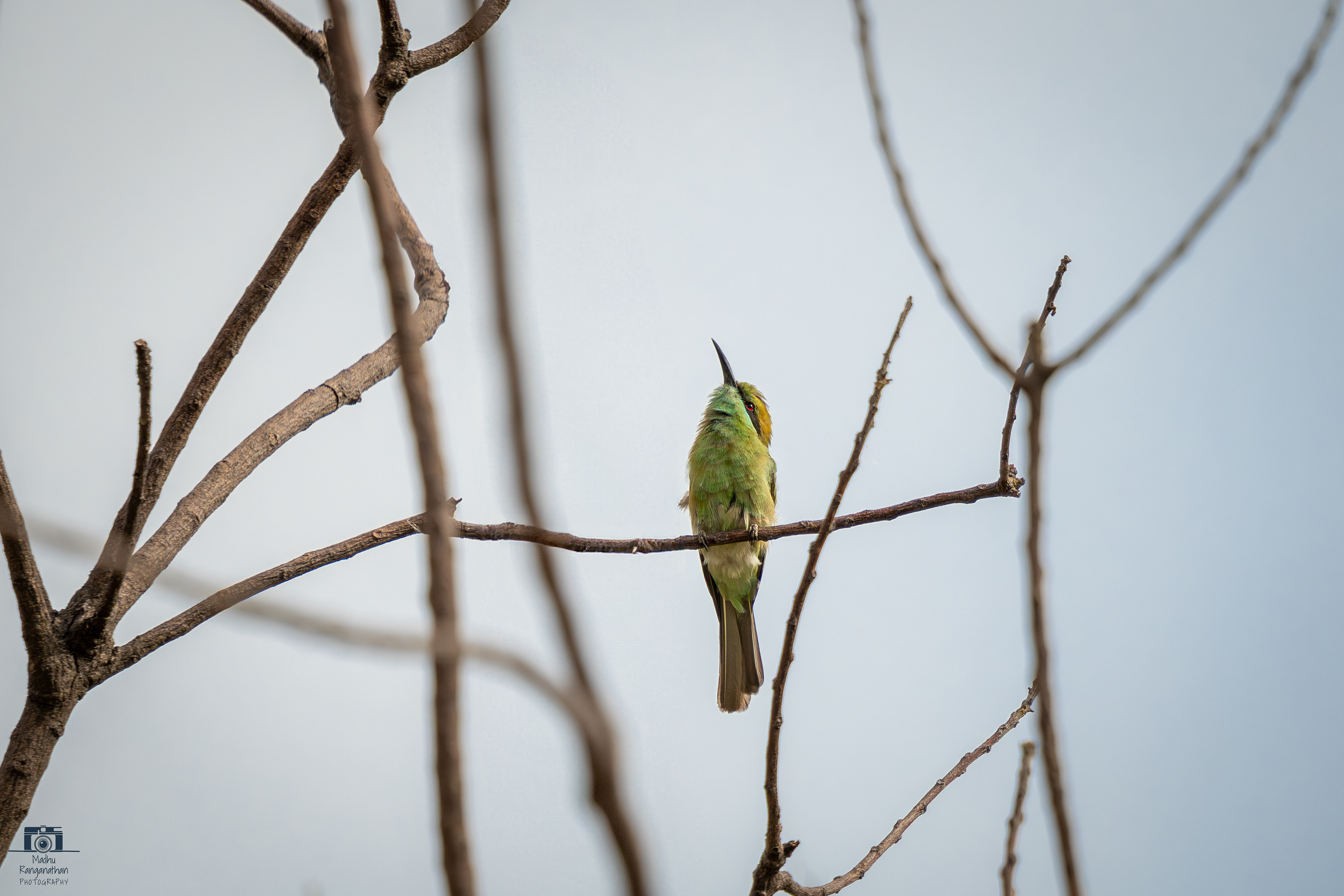 Bee- Eater