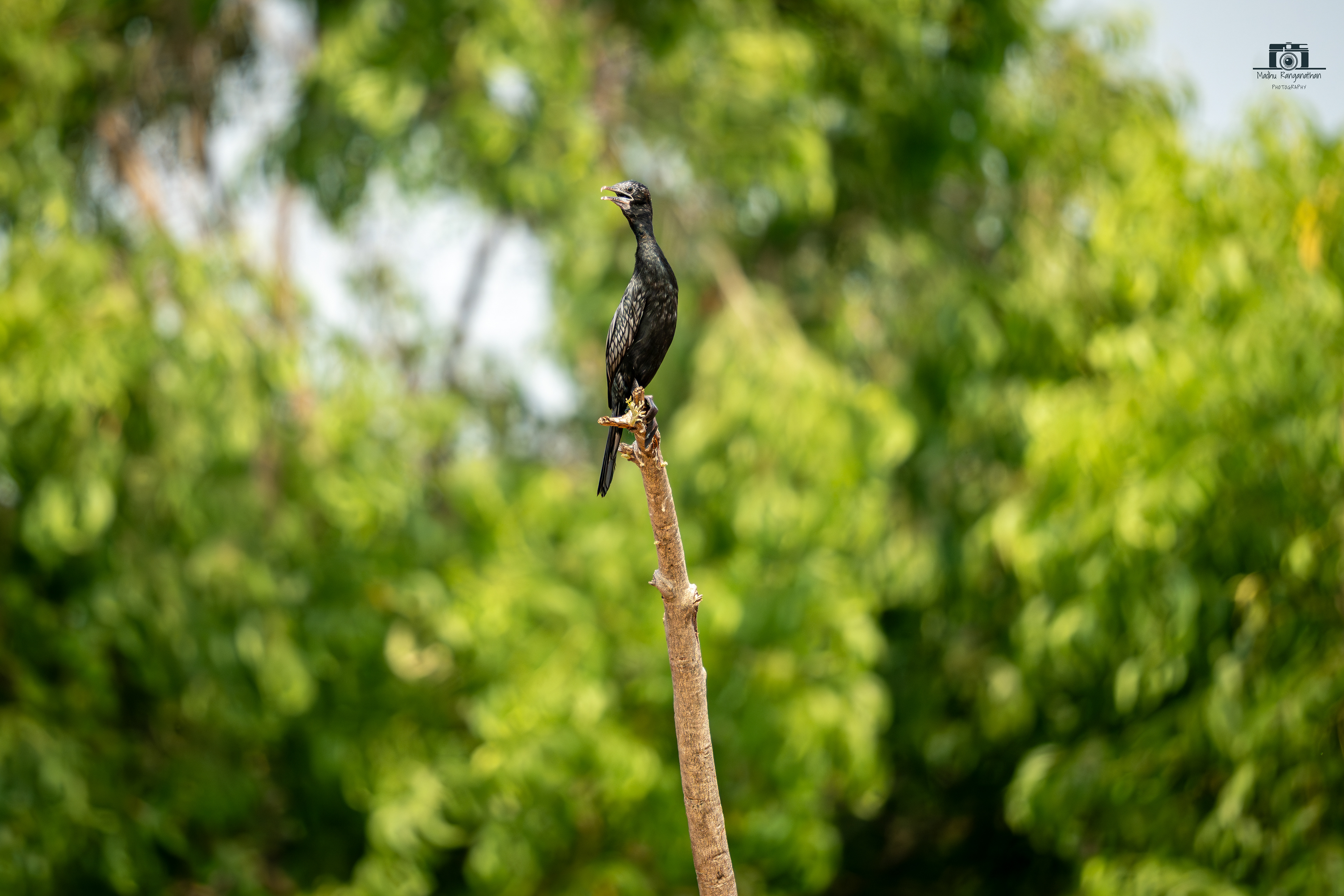 Little Cormorant