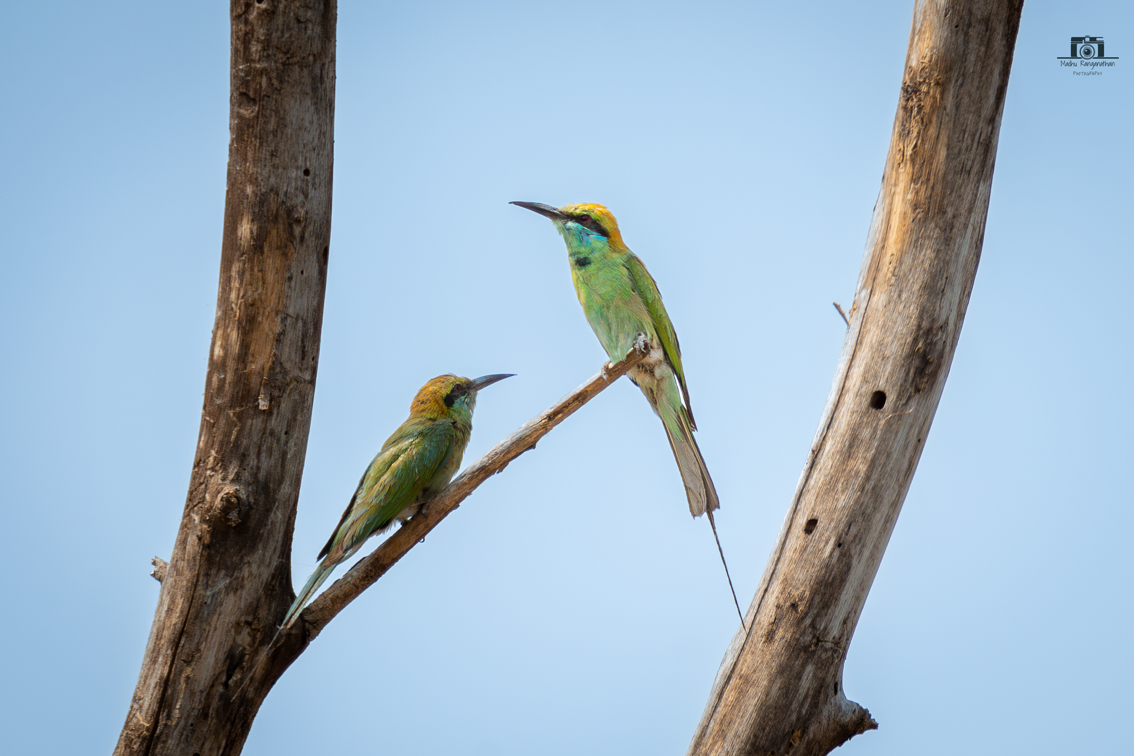 Asian Green-bee eater