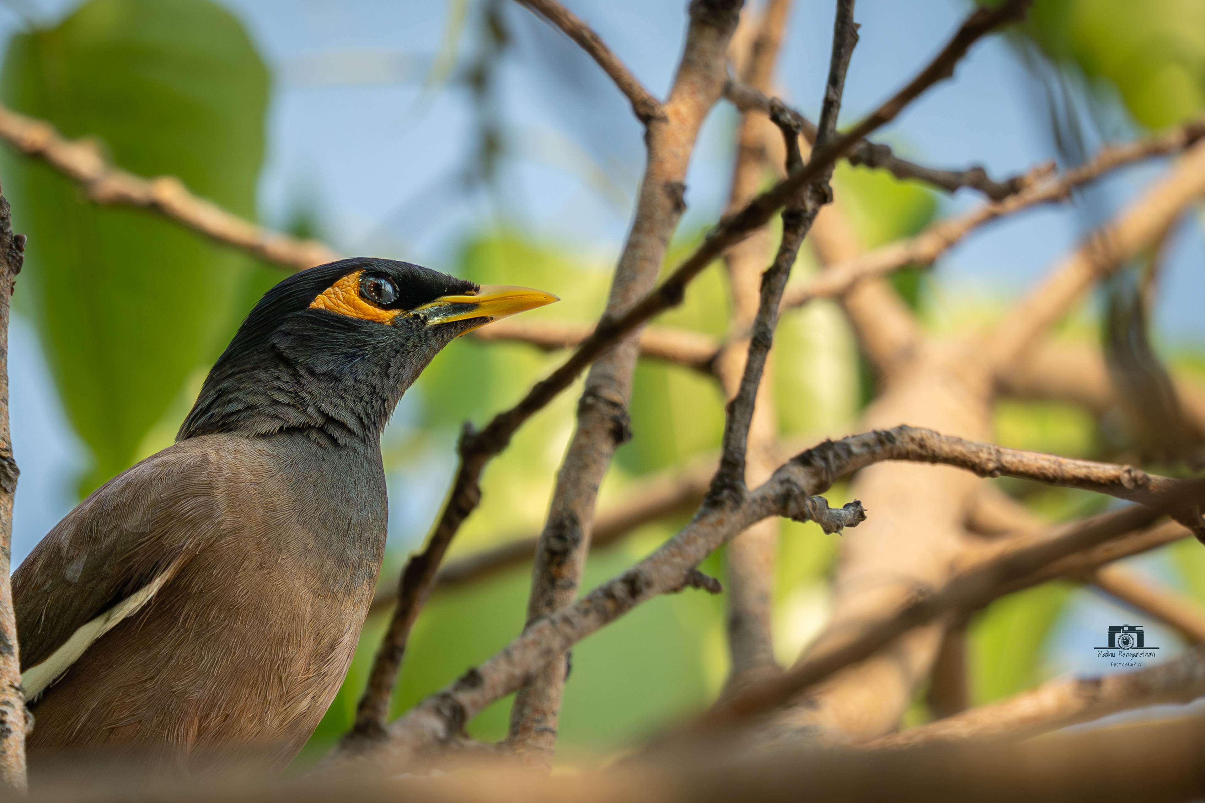Common Myna