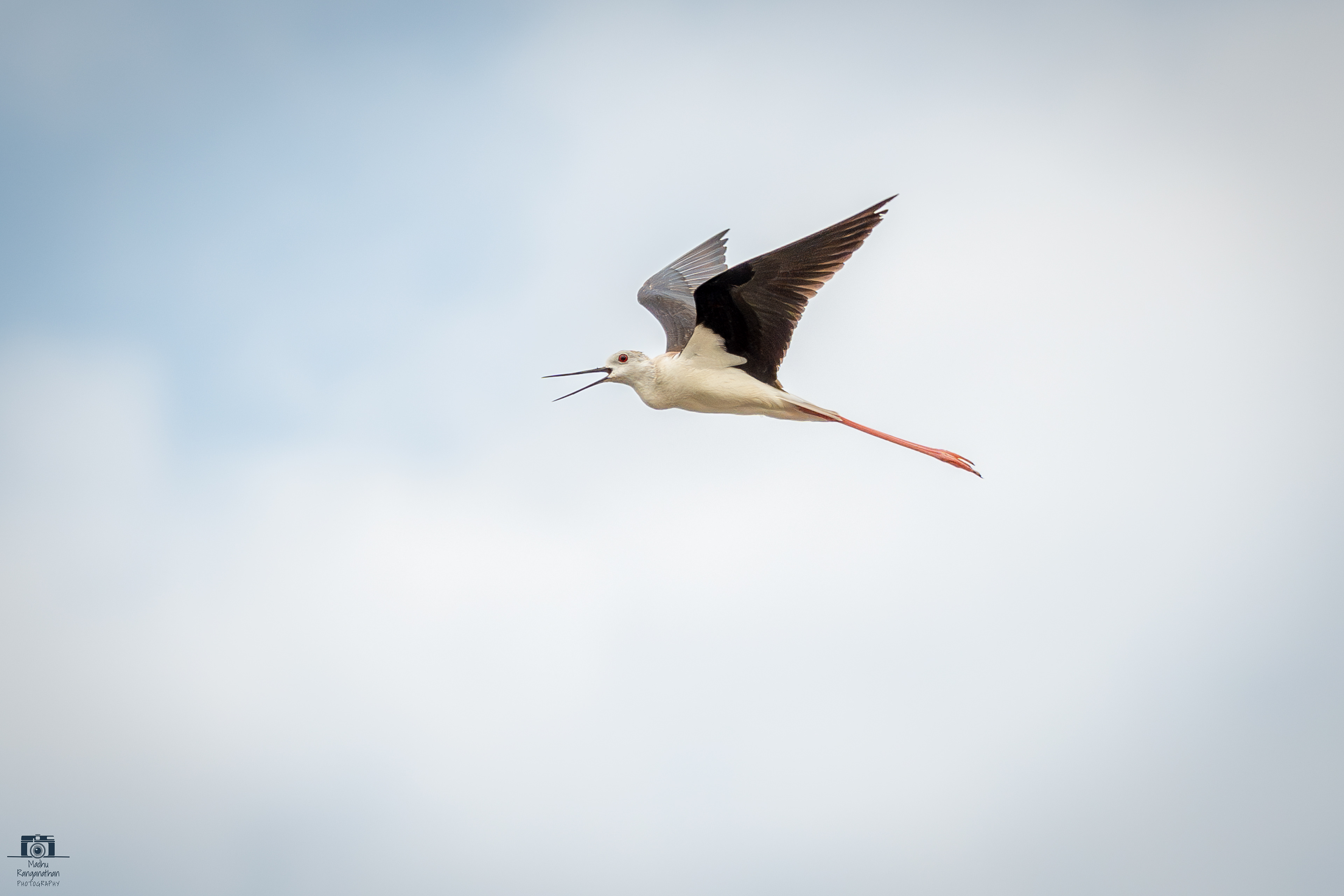 Black winged Stilt