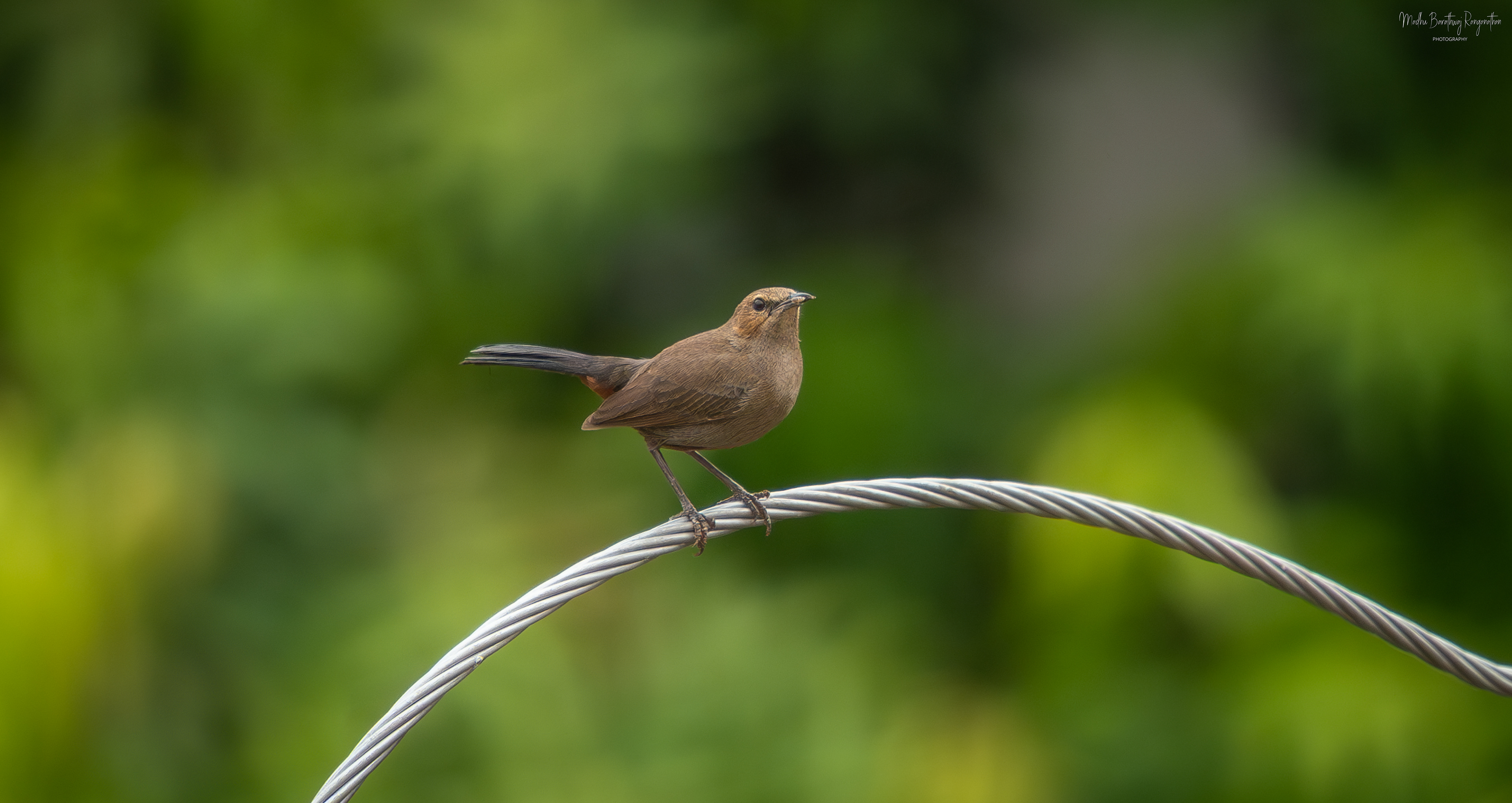 Female Robin