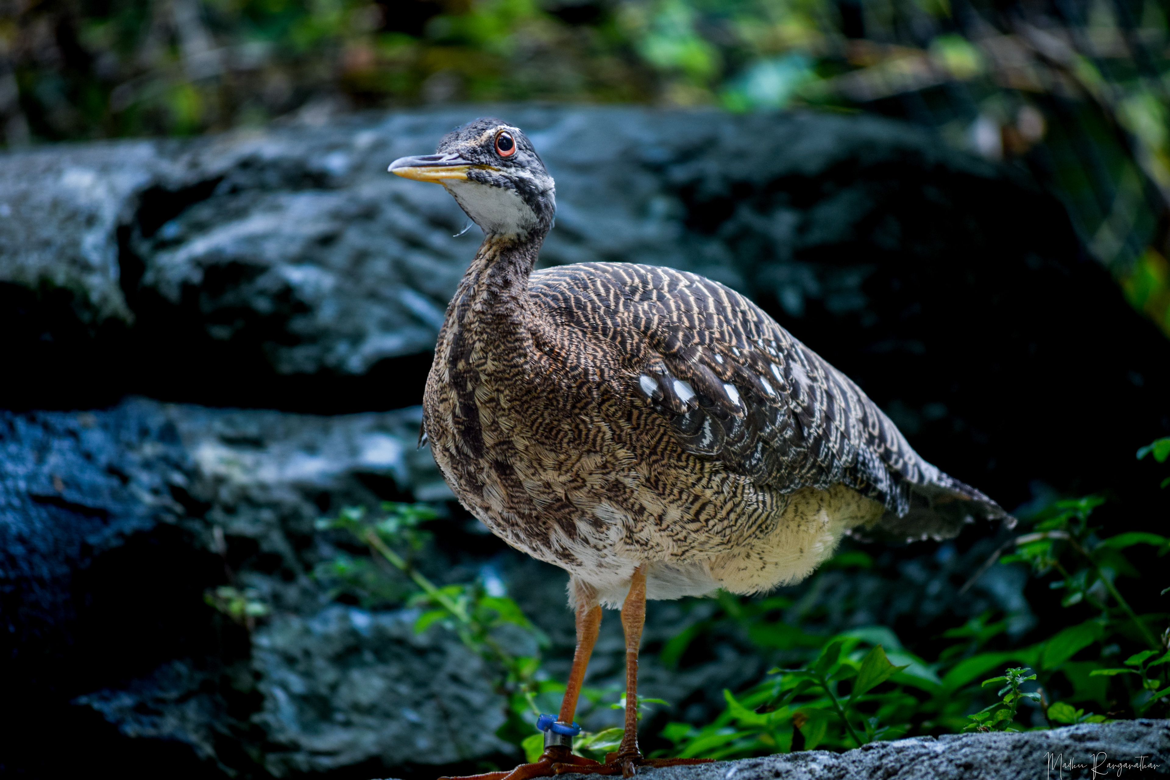Sunbittern, Florida, US