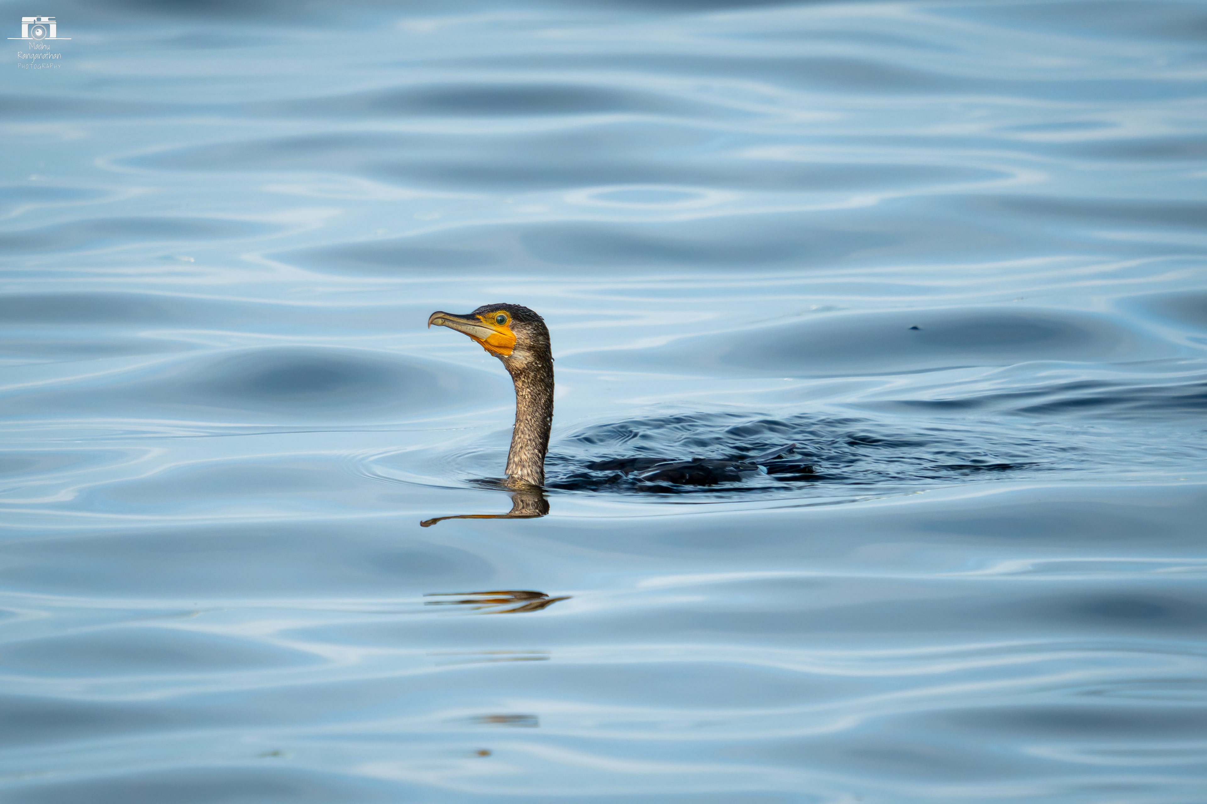 Cormorant