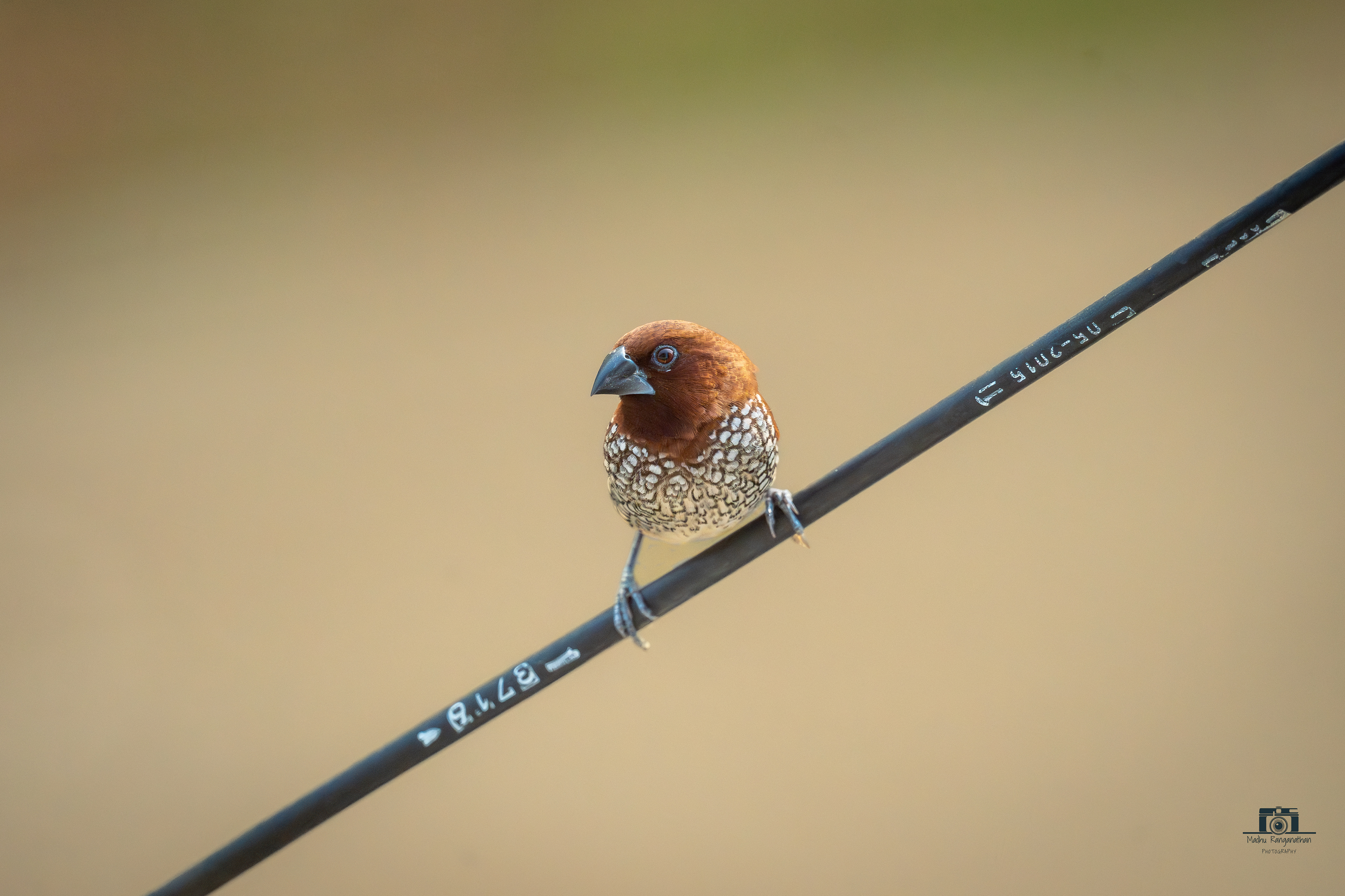 Scaly Breasted Munia