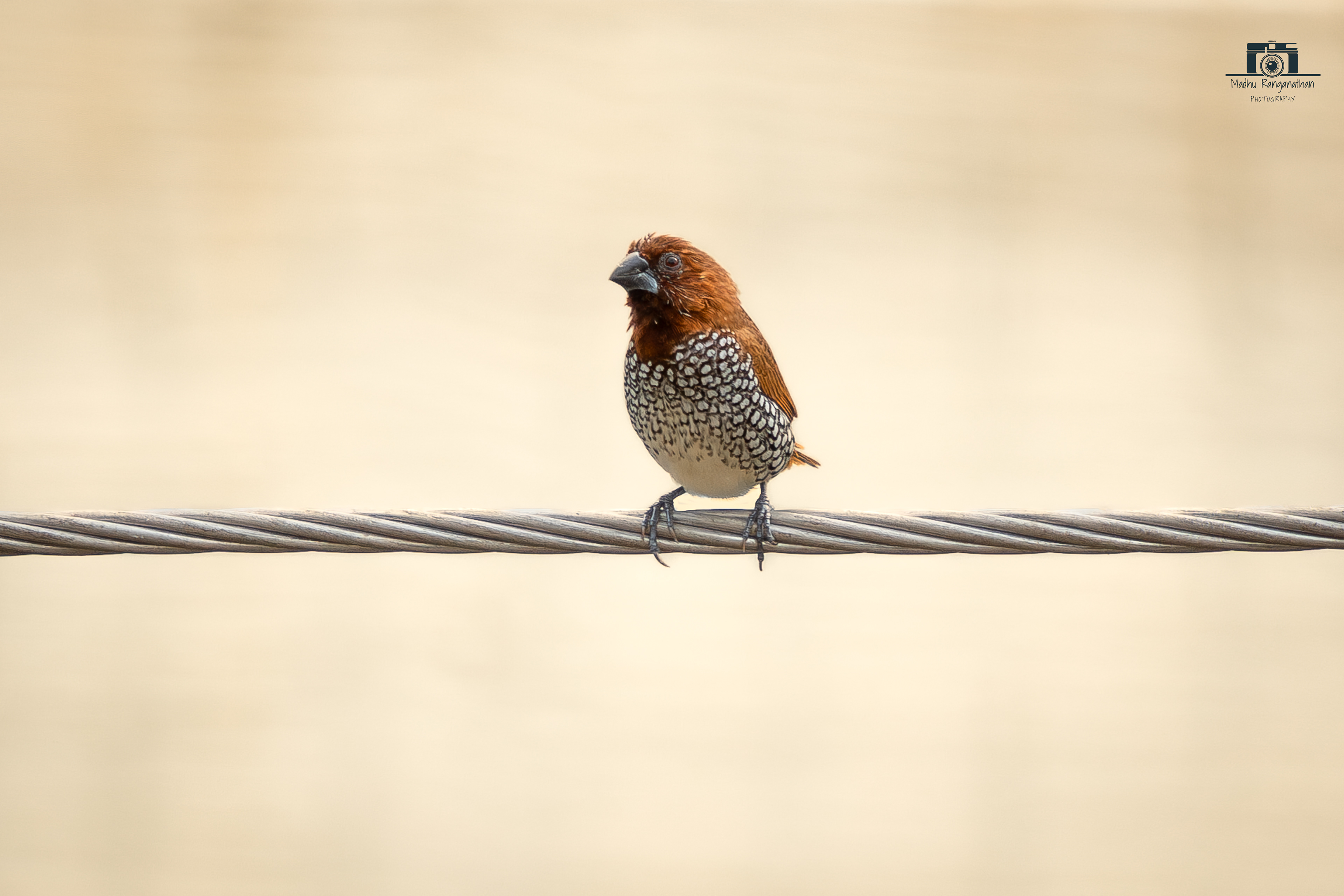 Scaly breasted Munia
