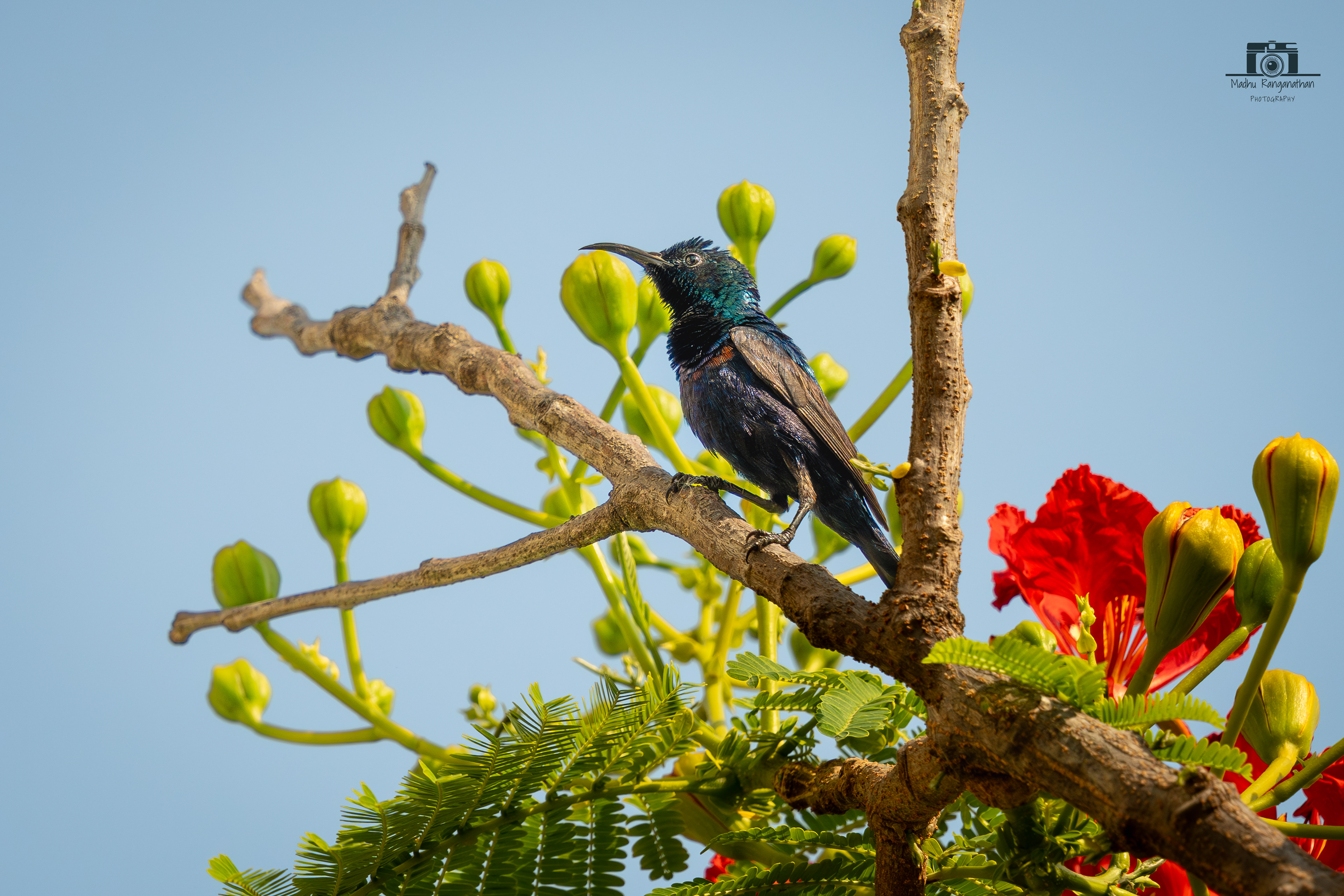 Purple sun bird
