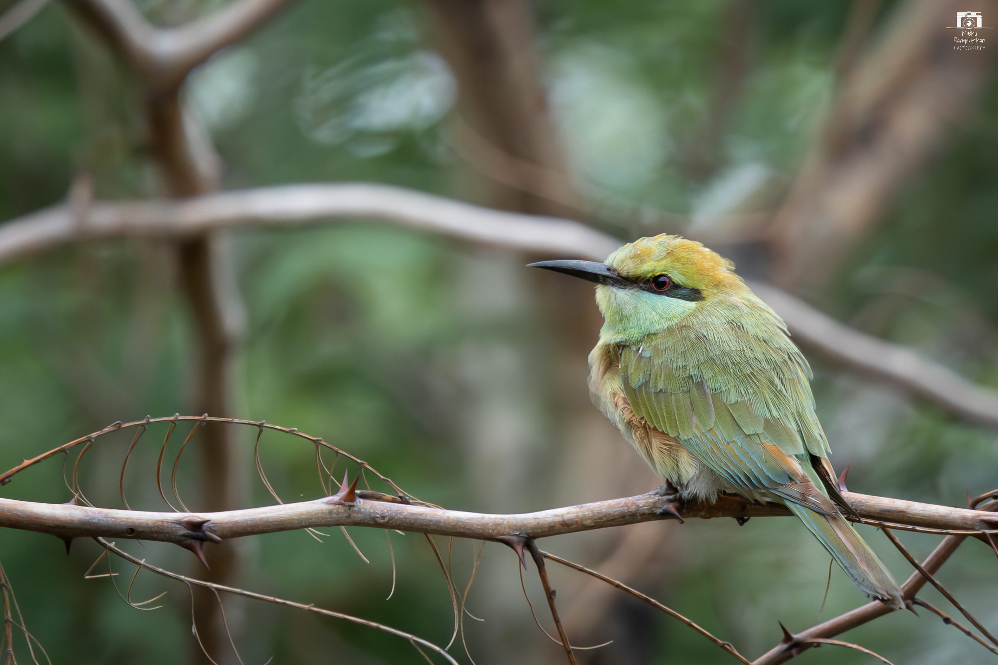 bee eater