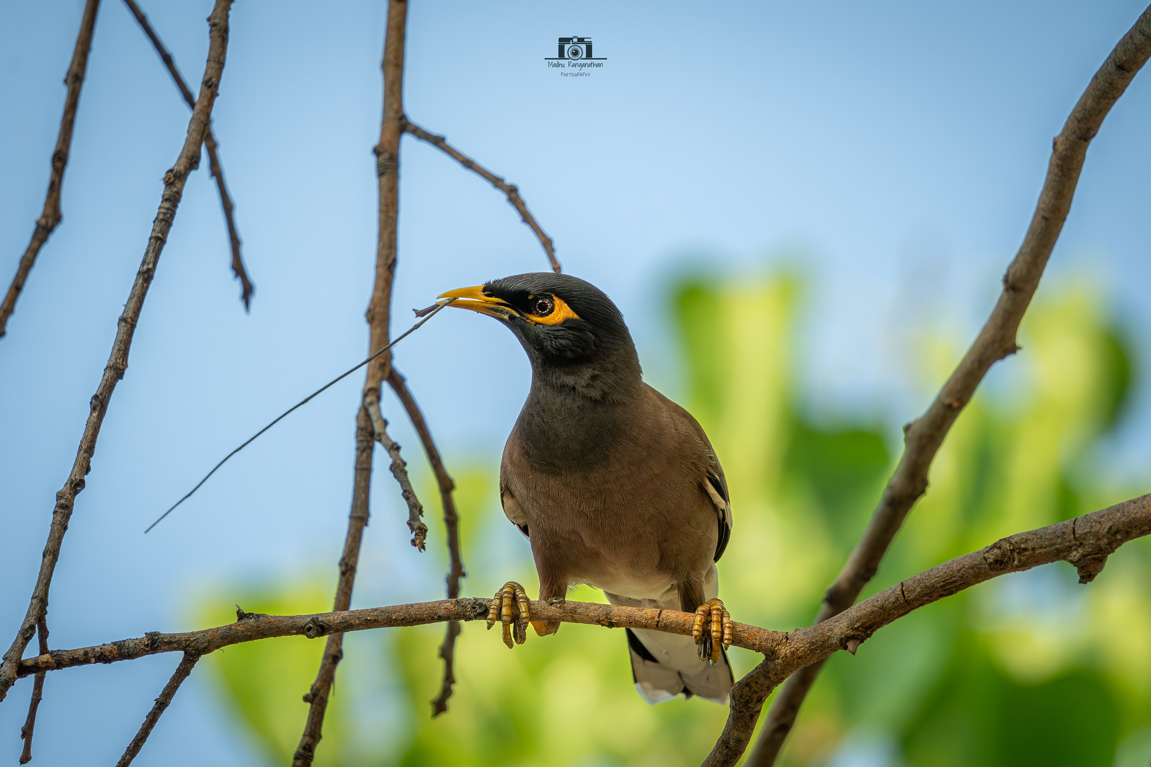Common Myna