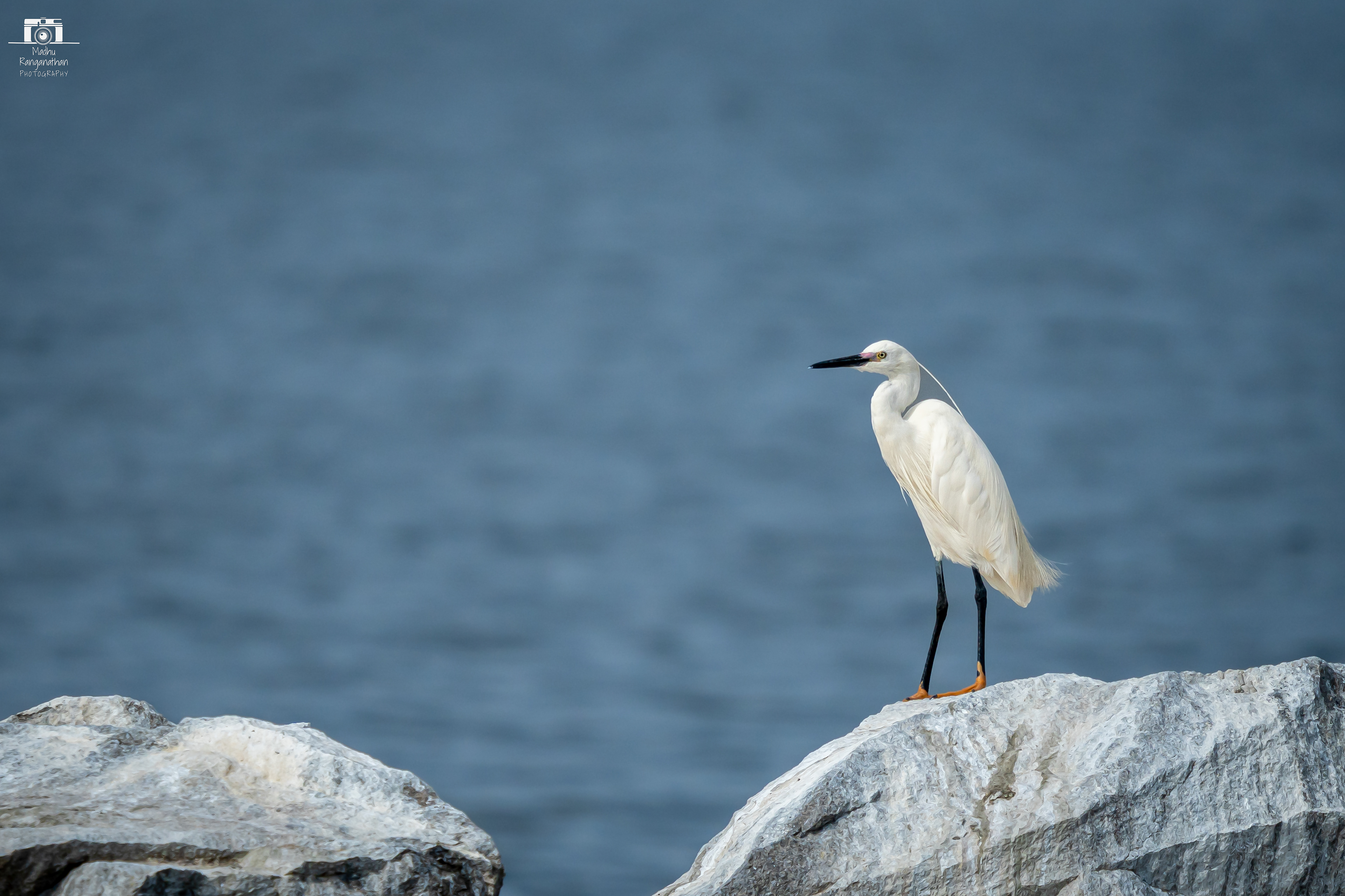 Egret