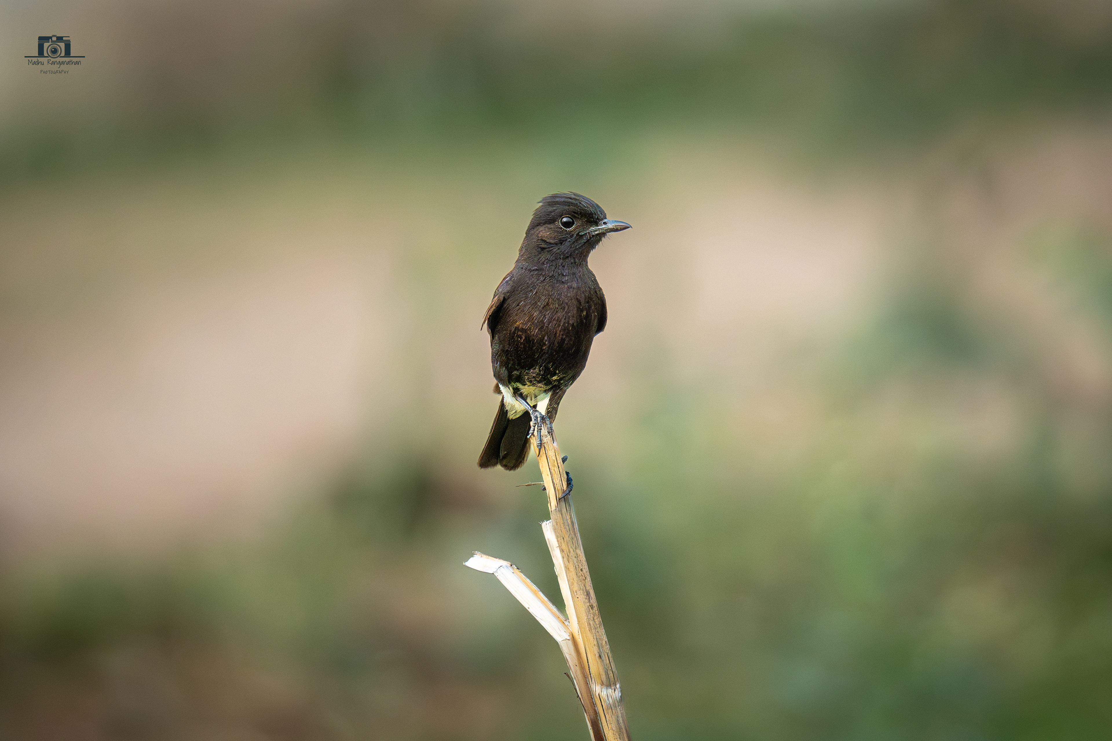 Pied Bush chat
