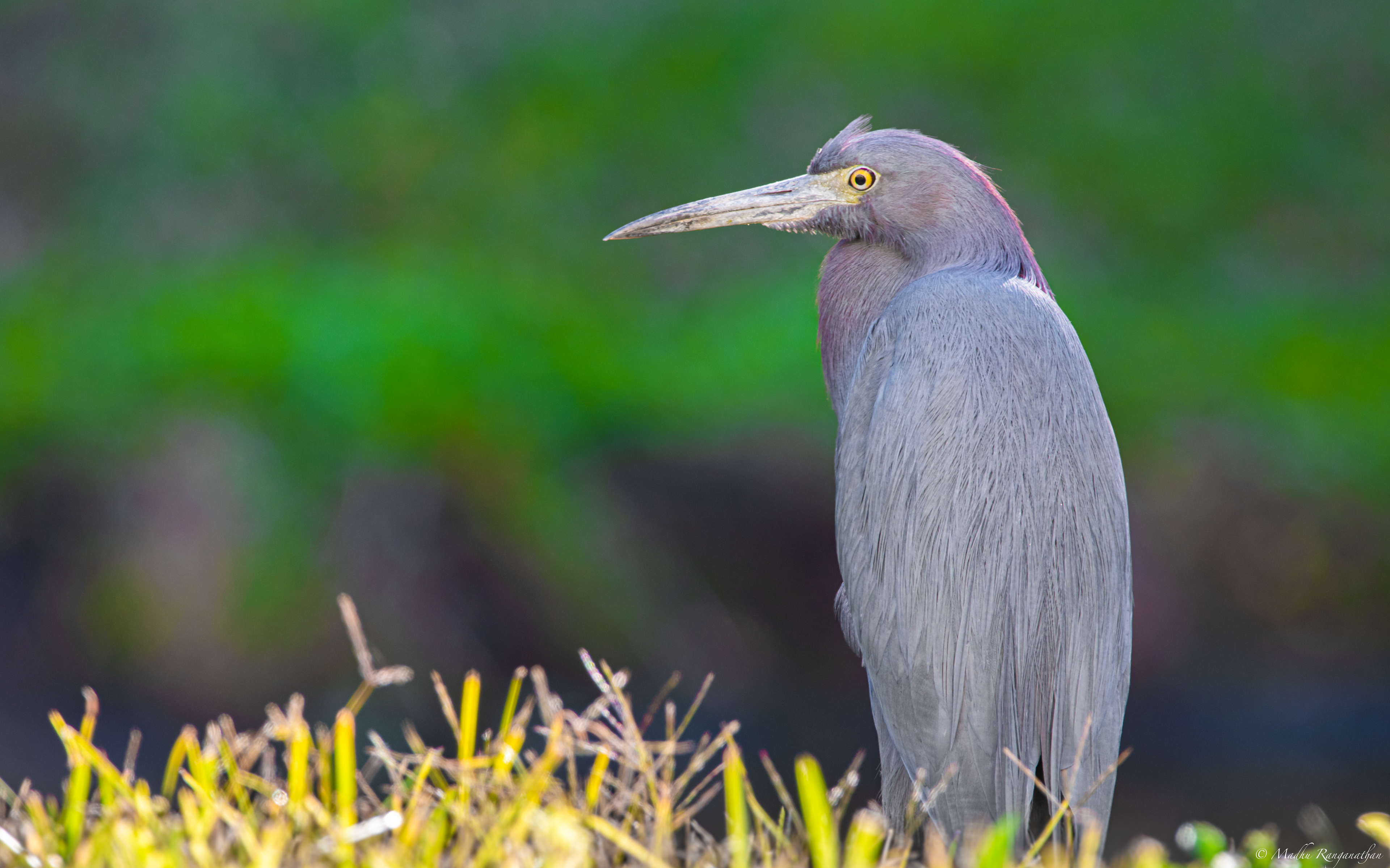 Blue Heron, Florida, US