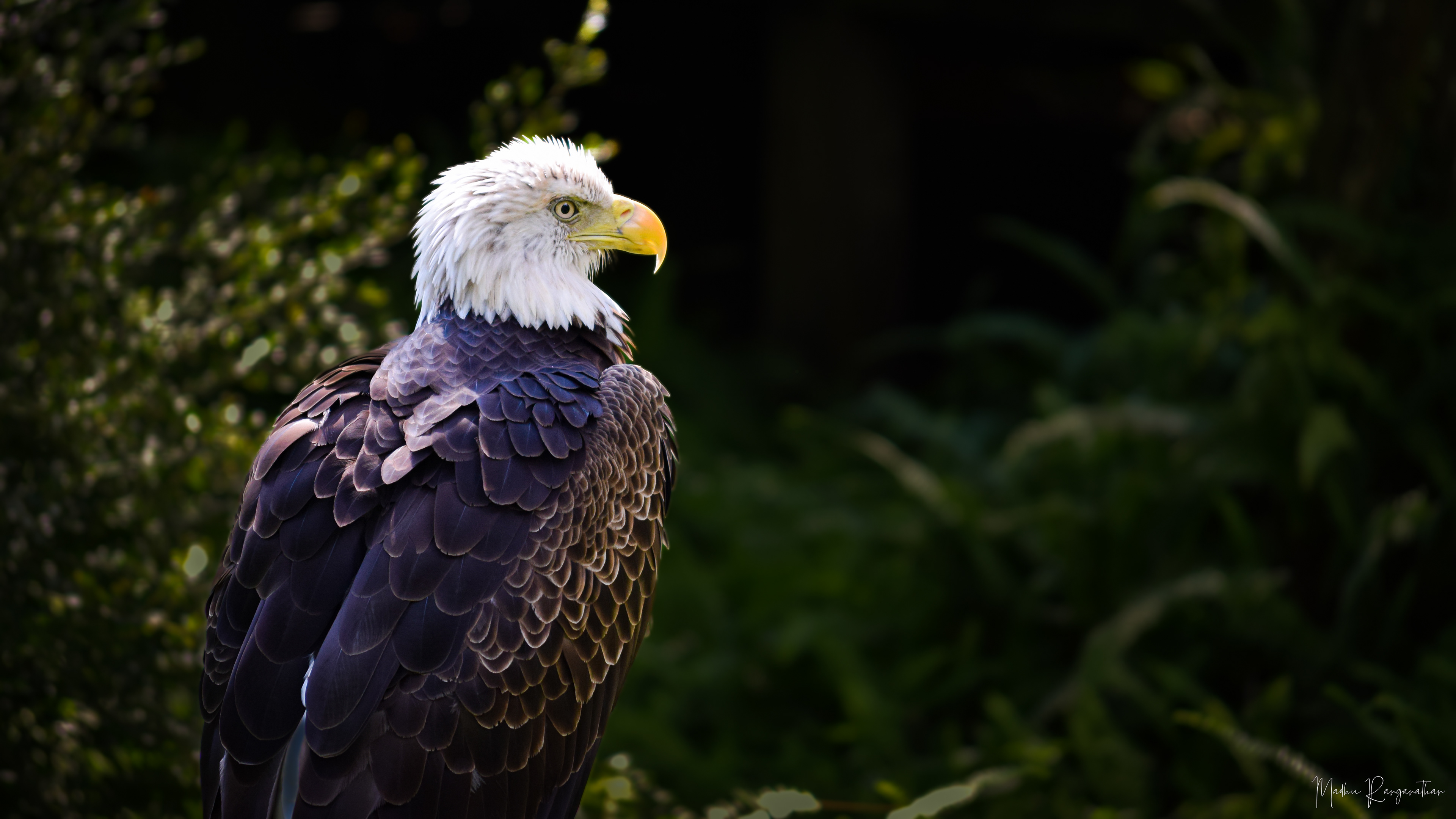 Southern Bald Eagle, Florida, US