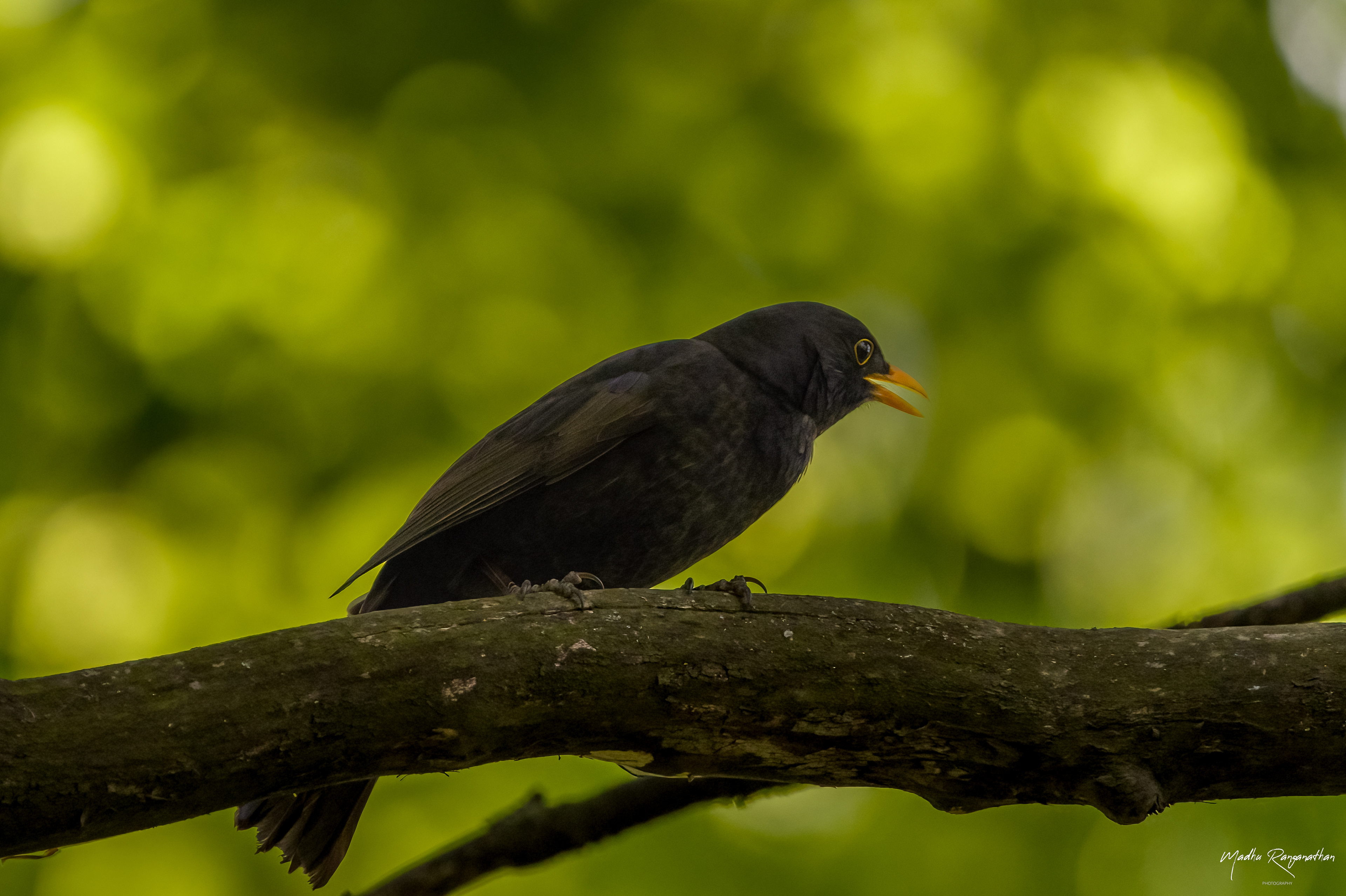 Common Blackbird, Warsaw, Poland(EU)