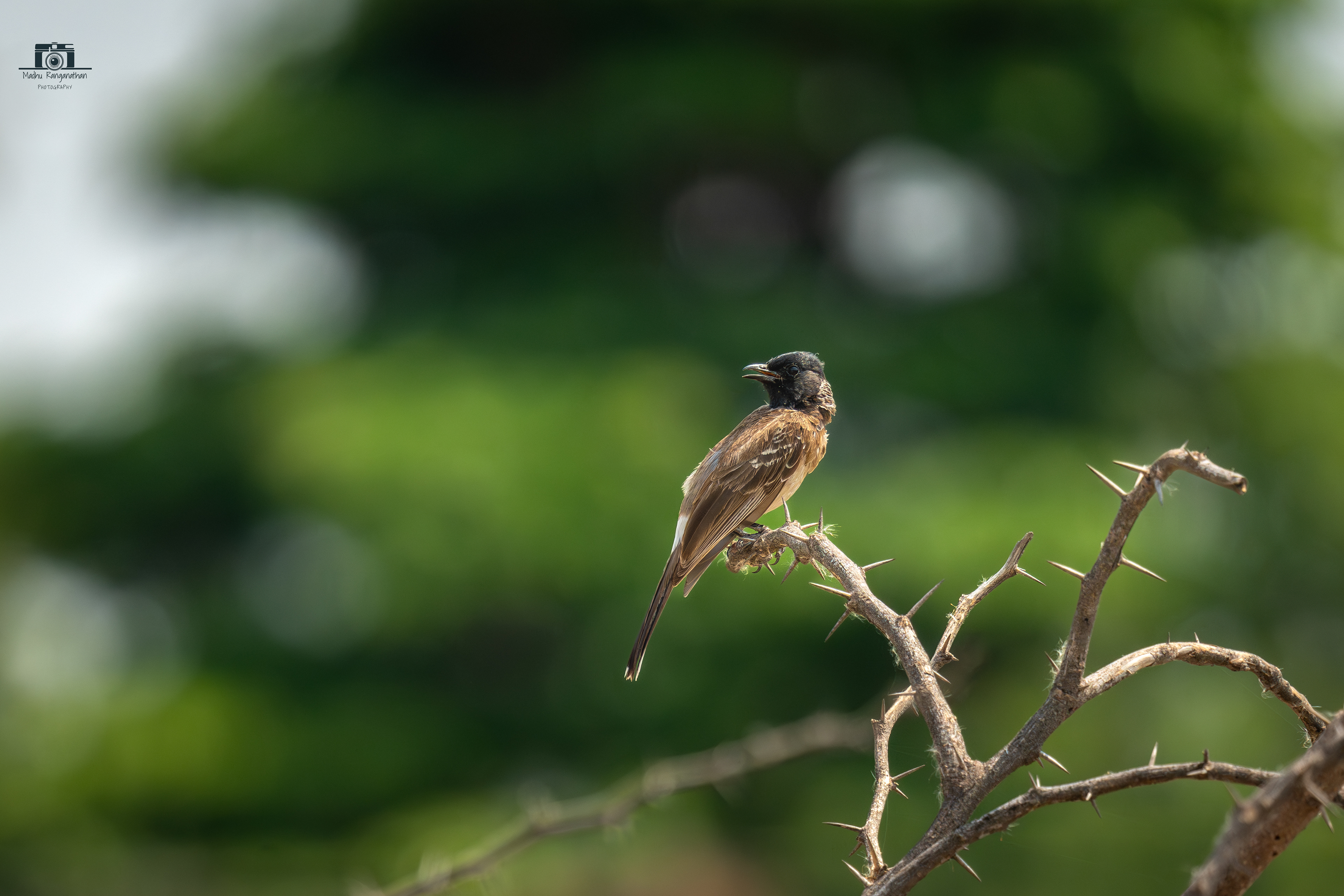 Red-vented bulbul